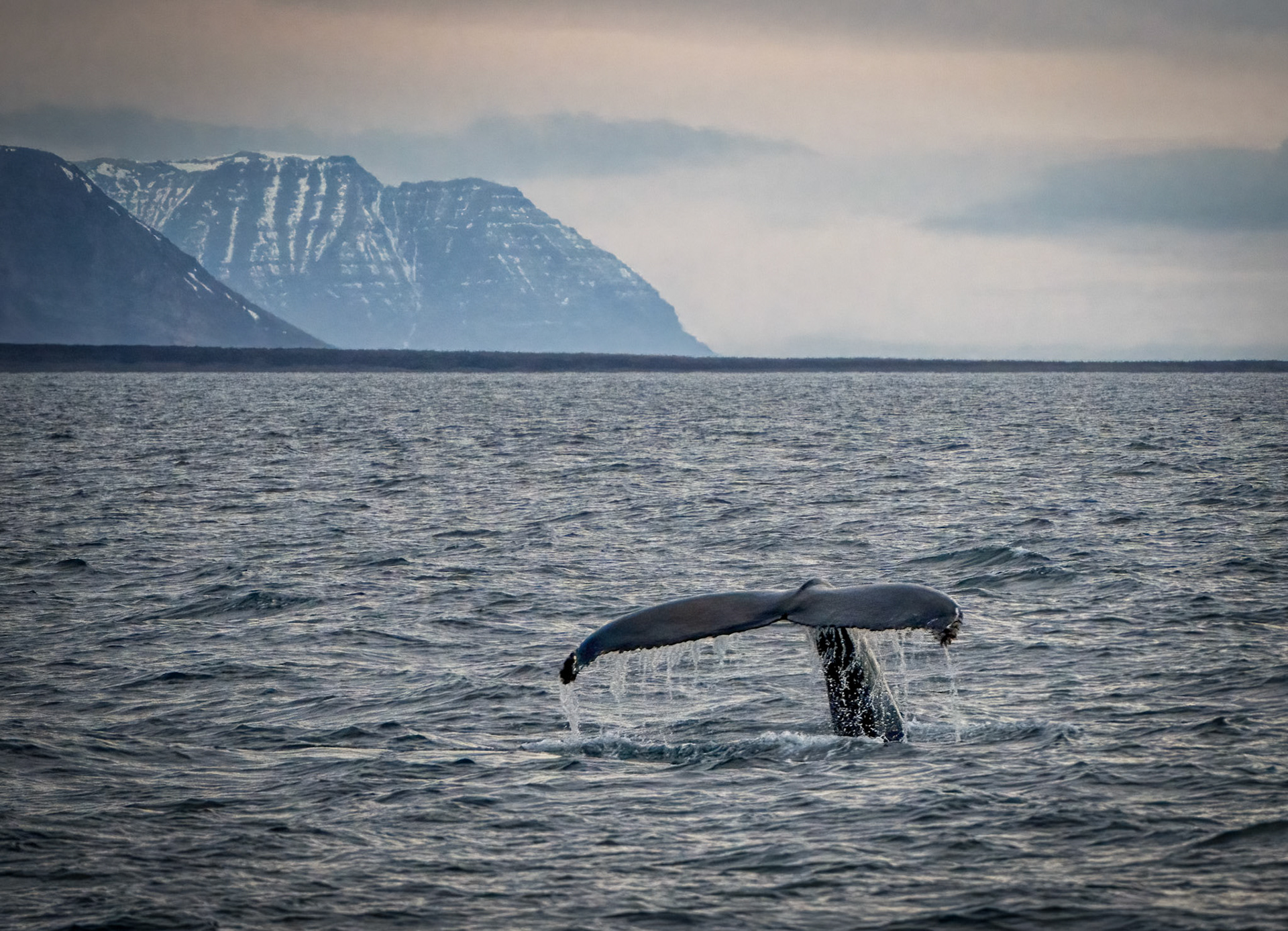 Hump Back Whale Husavik