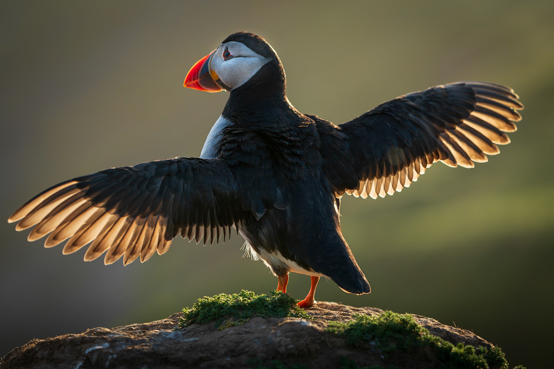 Skomer Puffin Saluting the Sun