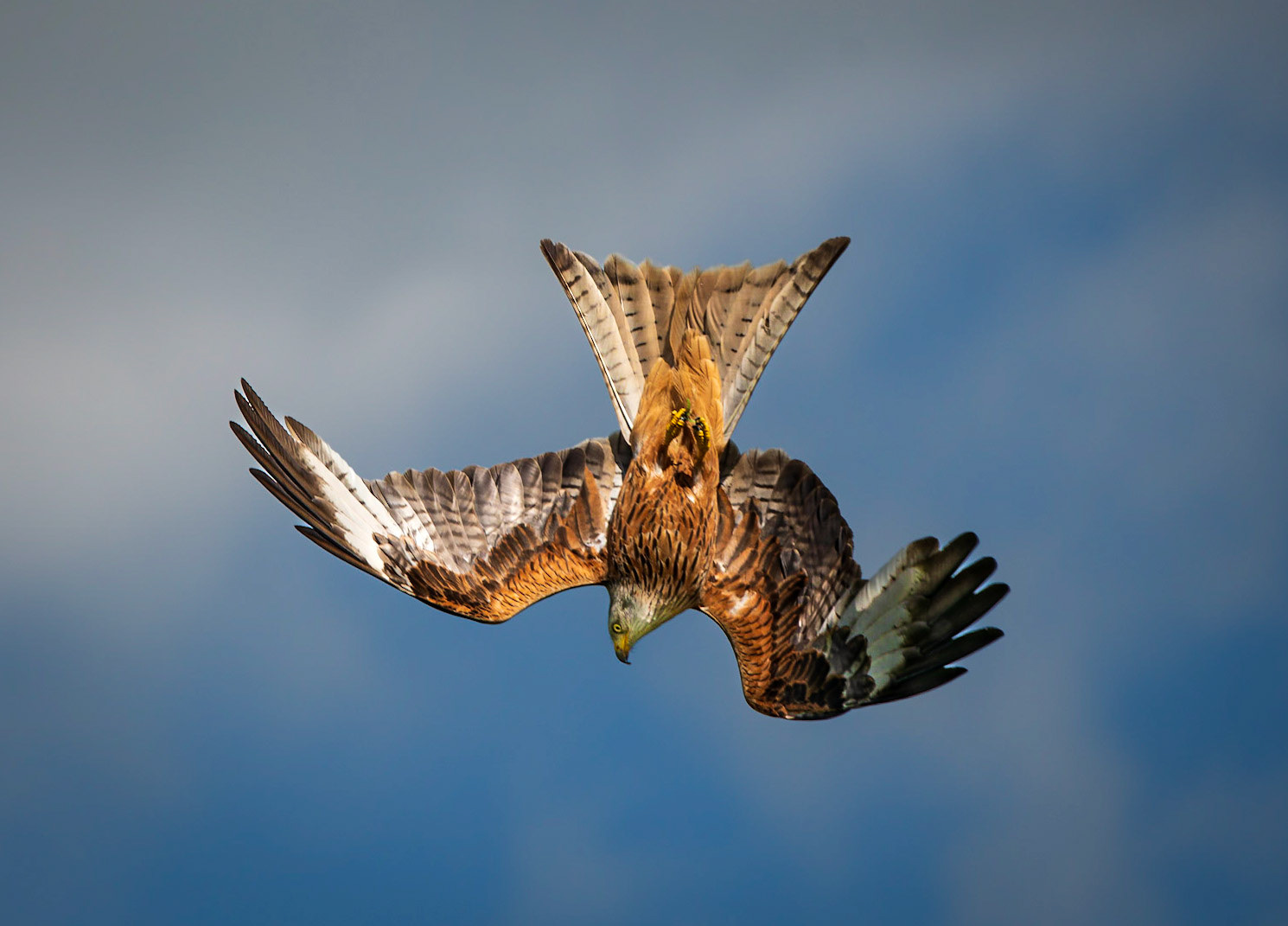 Red Kite
