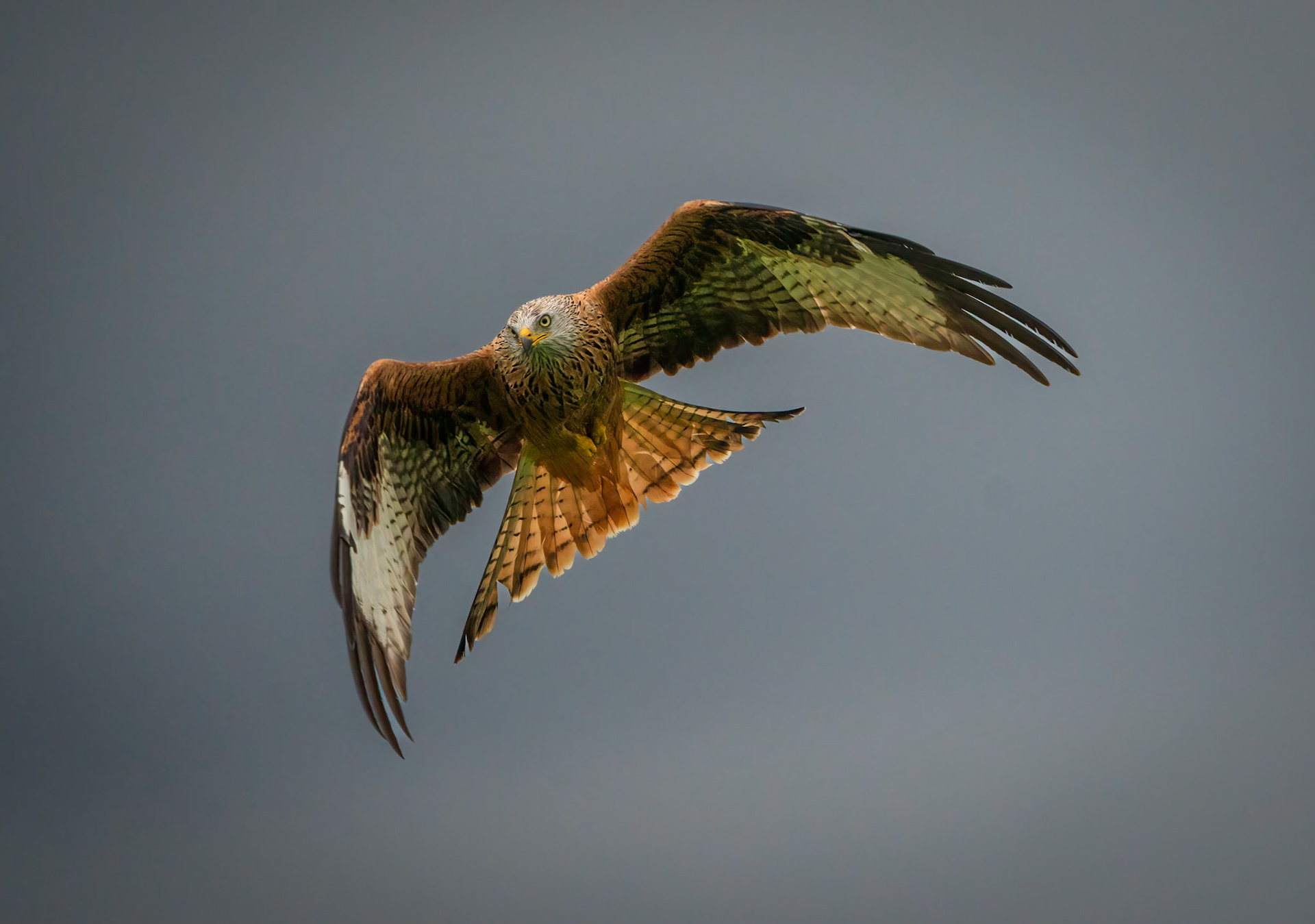 Red Kite