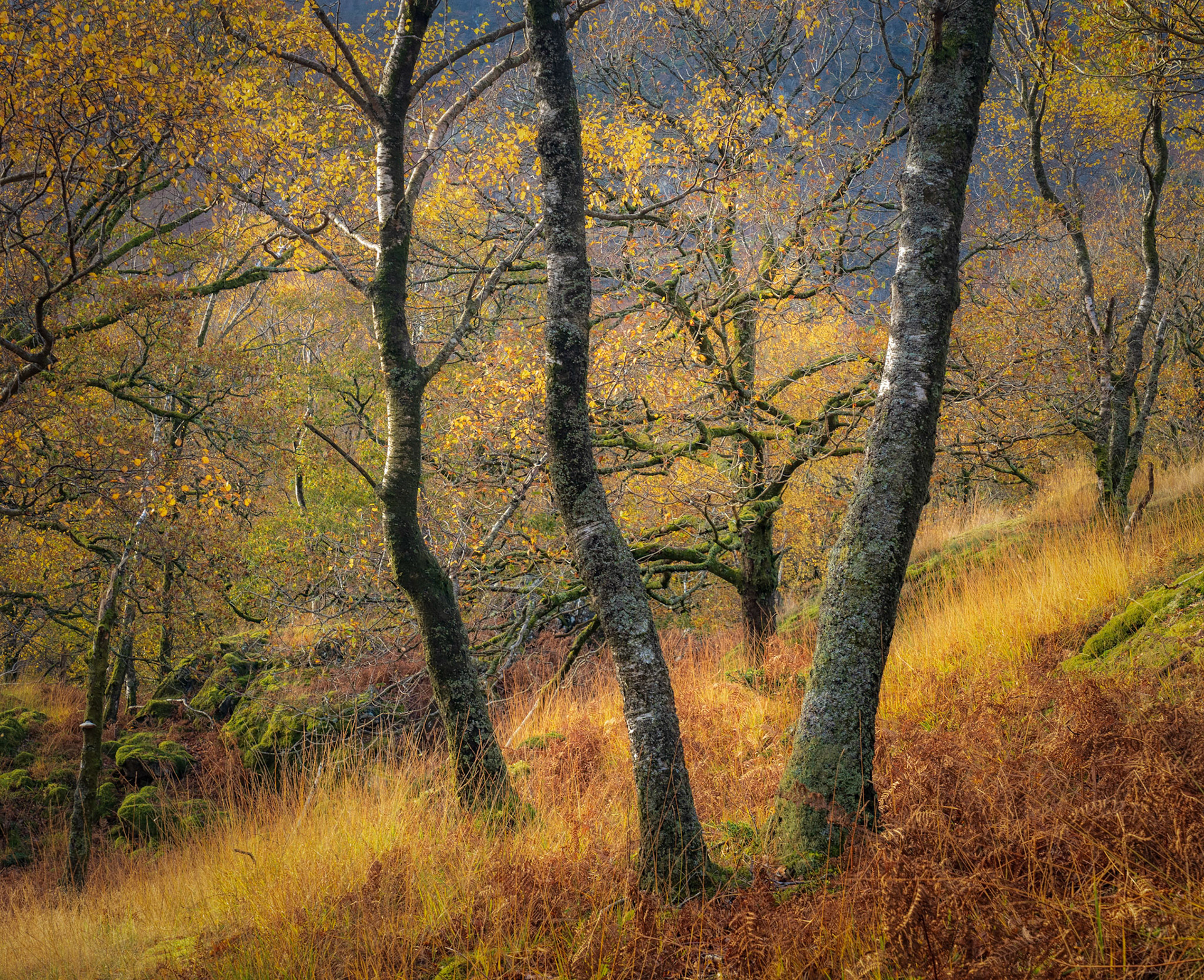 Borrowdale