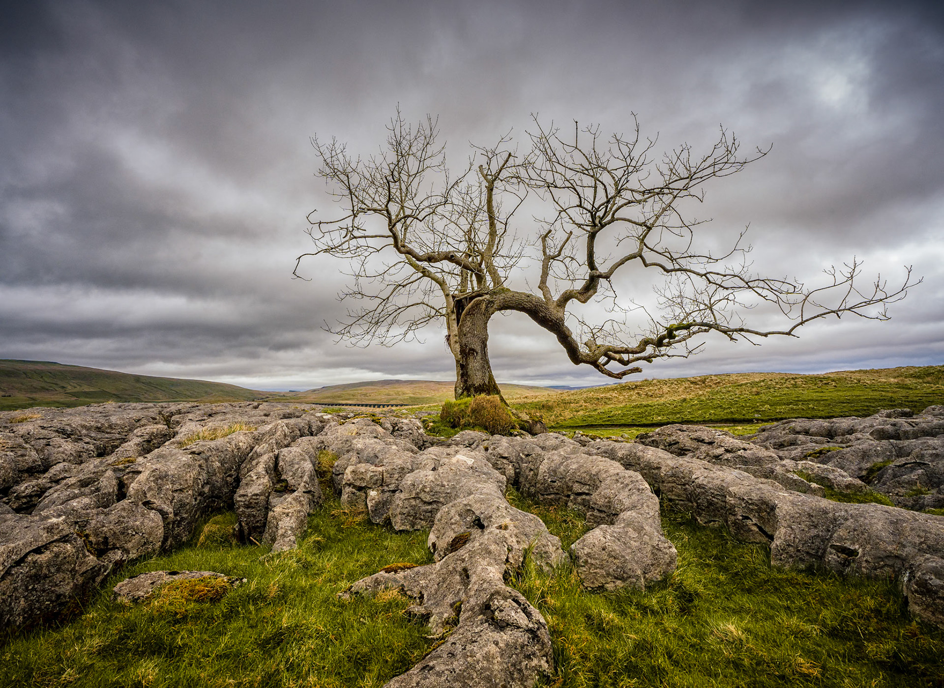 Charlie's Tree Ribblehead