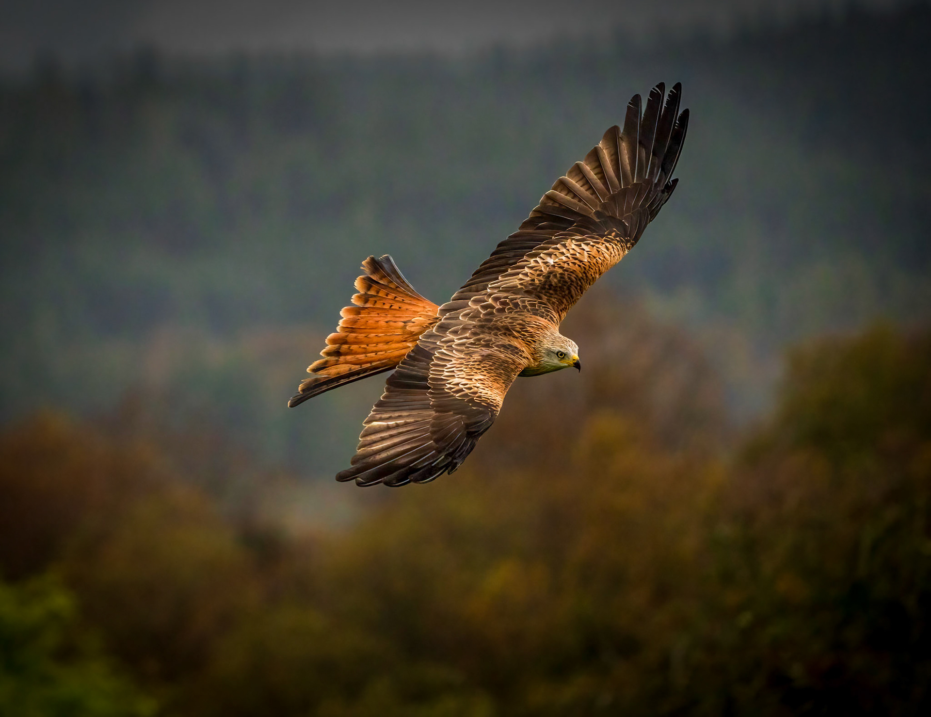 Red Kite