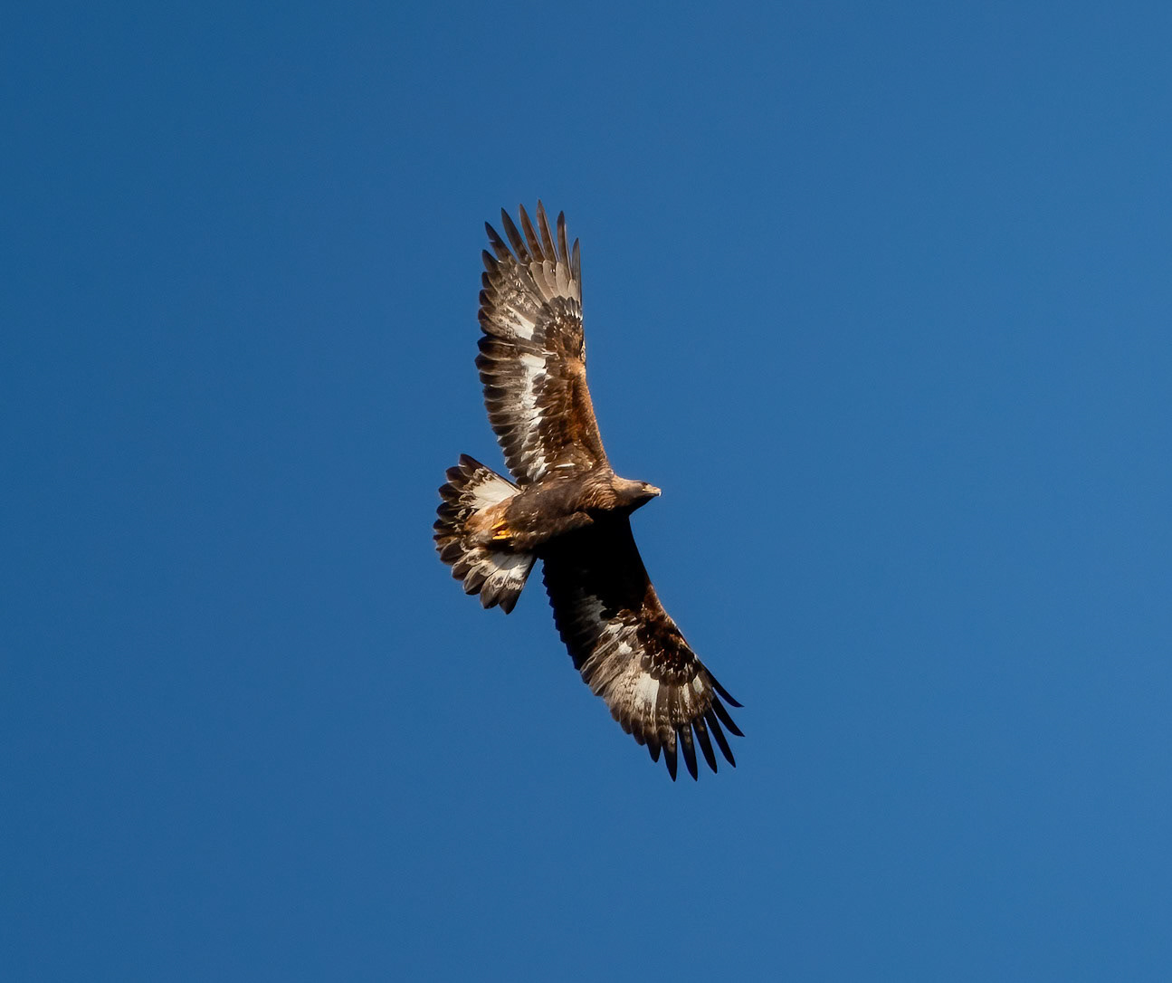 Golden Eagle