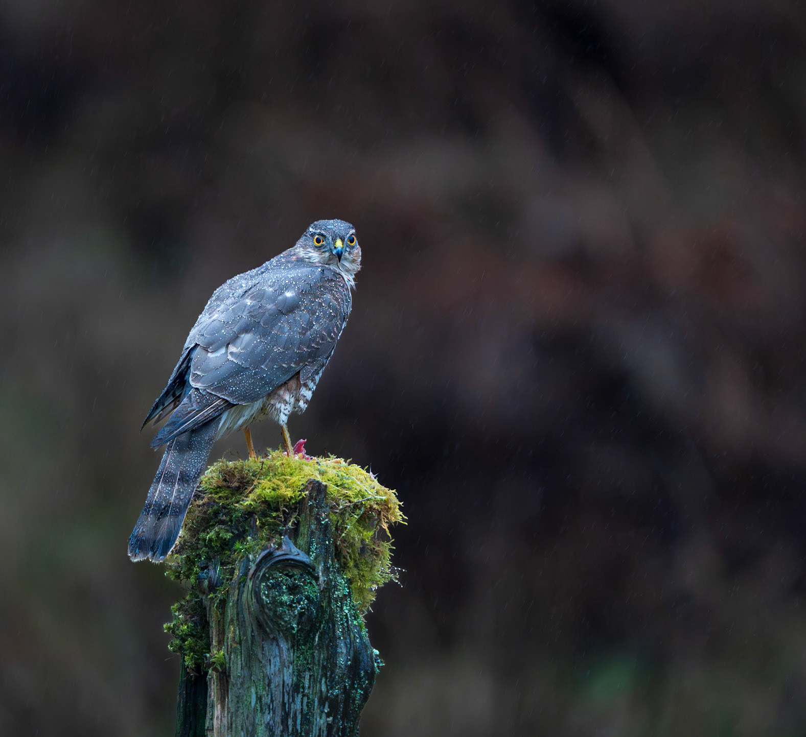 Sparrowhawk