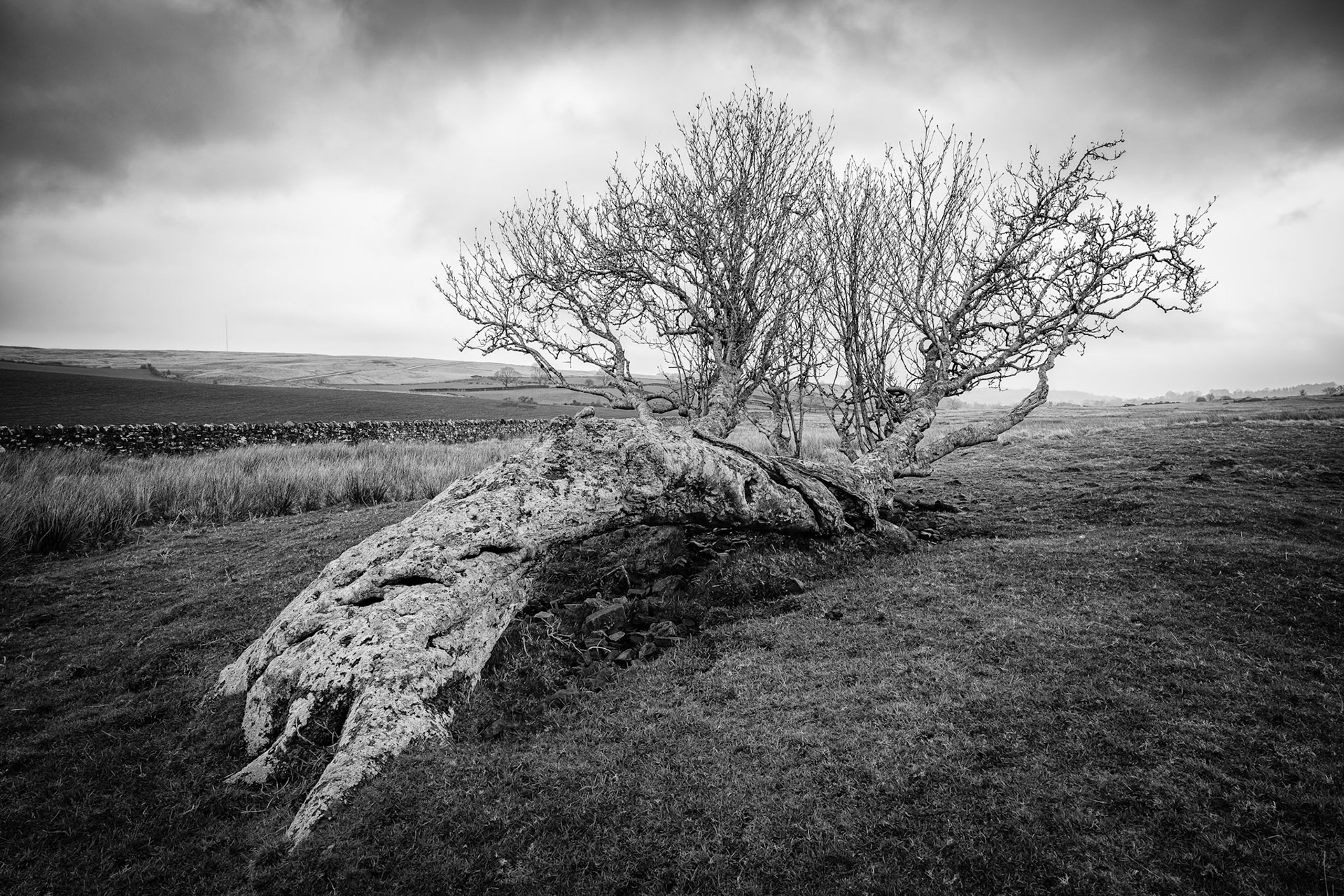 The Uldale Survivor