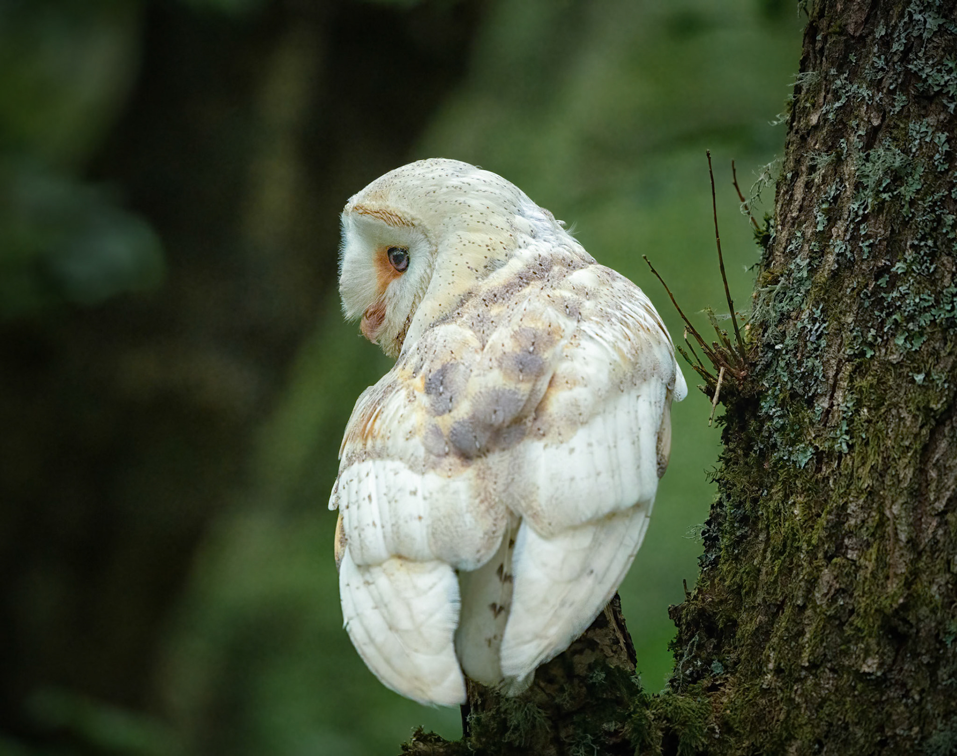 Barn Owl