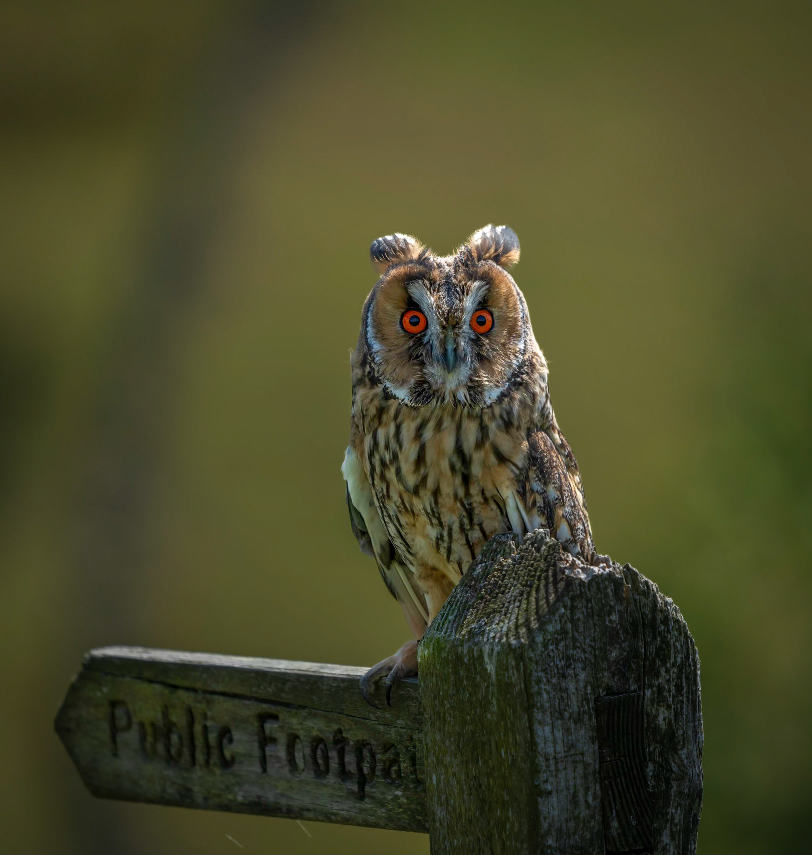 Long Eared Owl