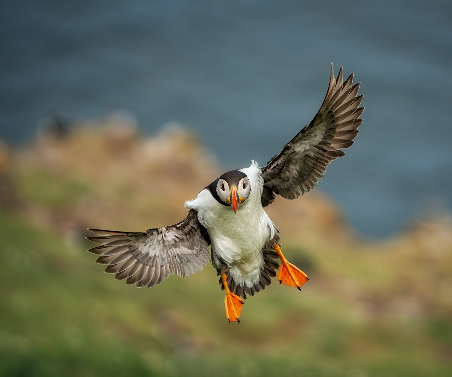 Skomer Puffin Incoming
