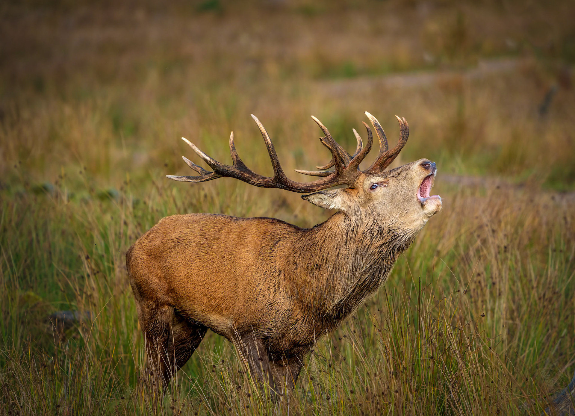 Stag