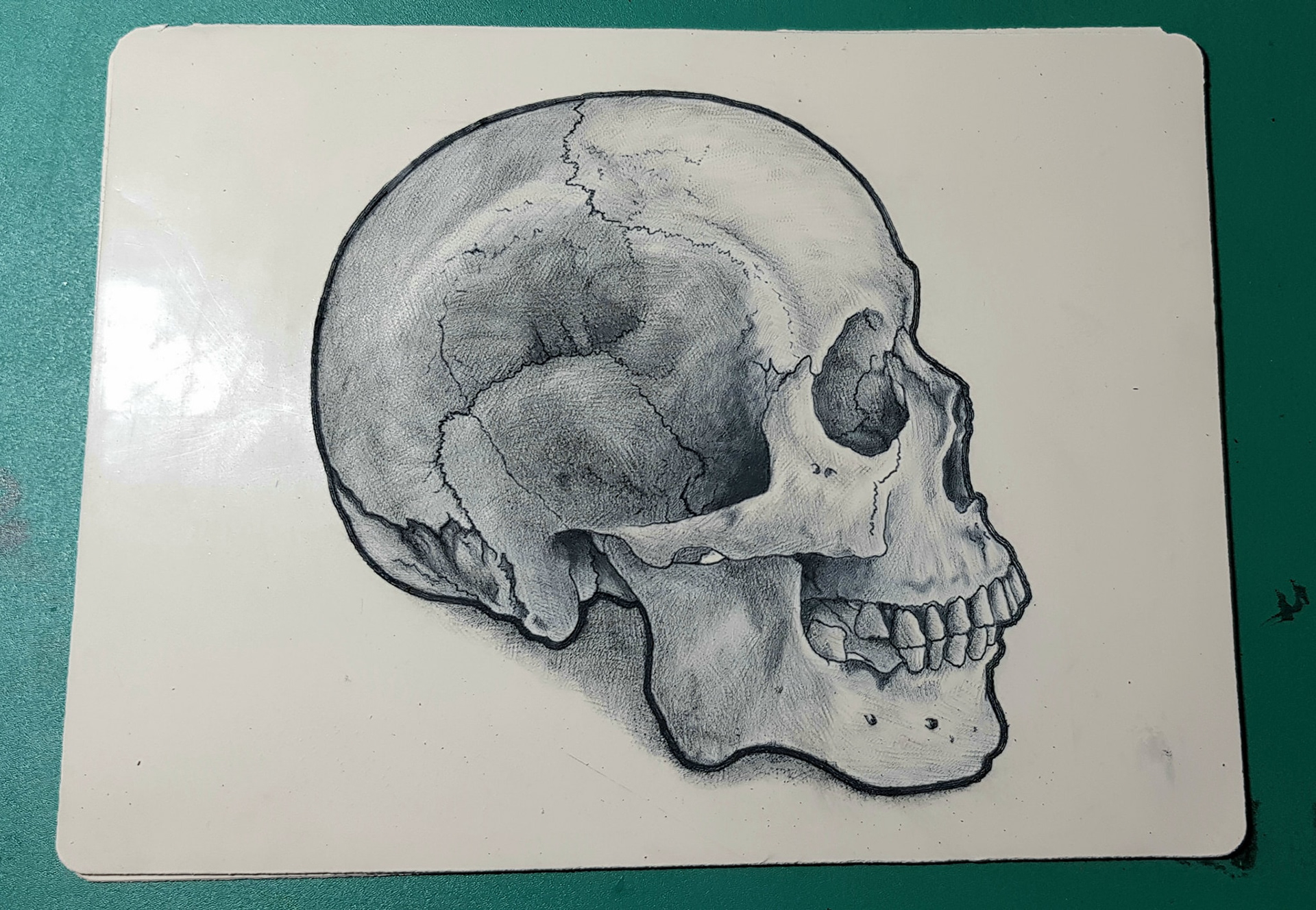 Realistic skull - Photo of real skull as reference