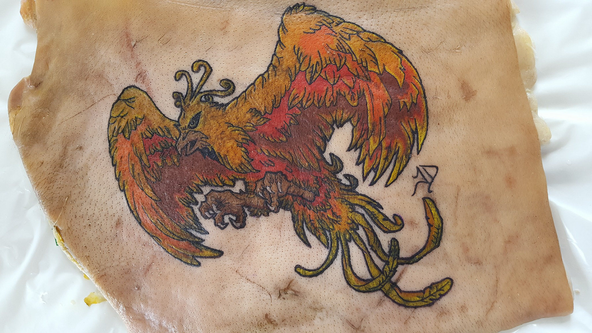 Phoenix on pig skin