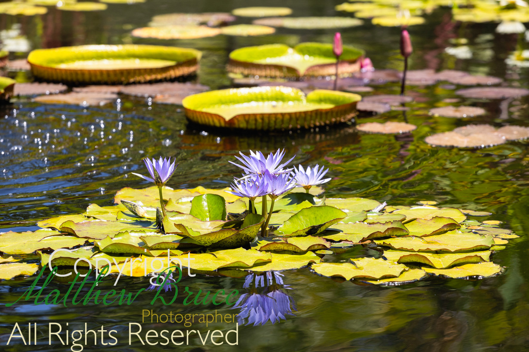 Water lily - Stellenbosch and university garden, South Africa