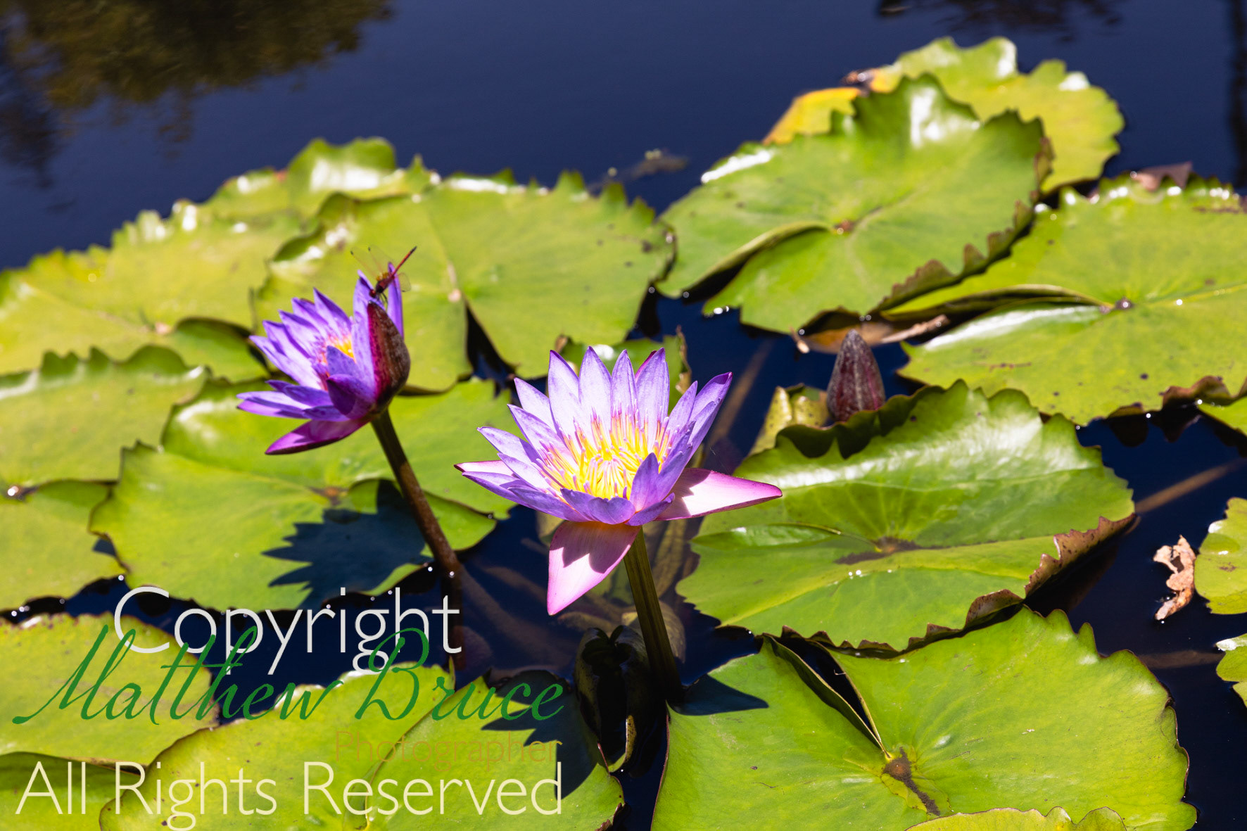 Water lily - Stellenbosch and university garden, South Africa