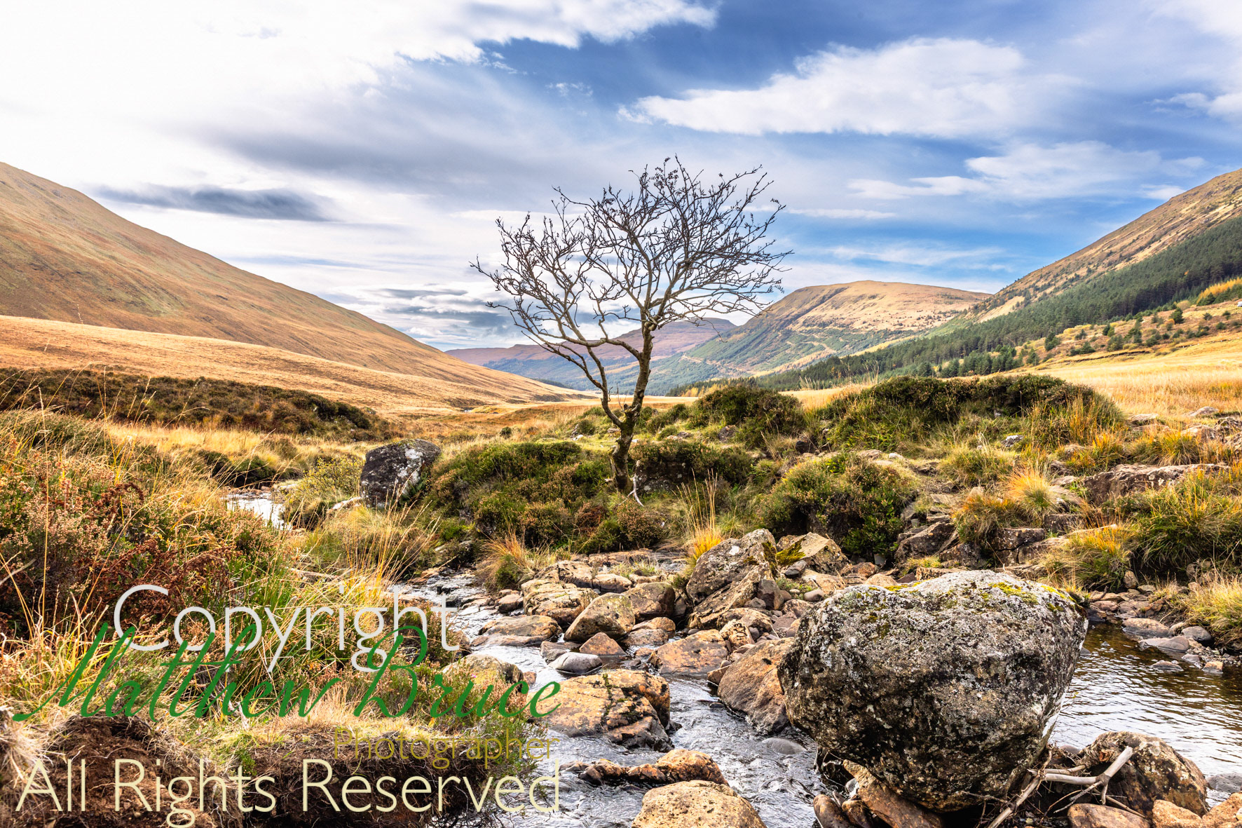 Tree and burn, Scotland