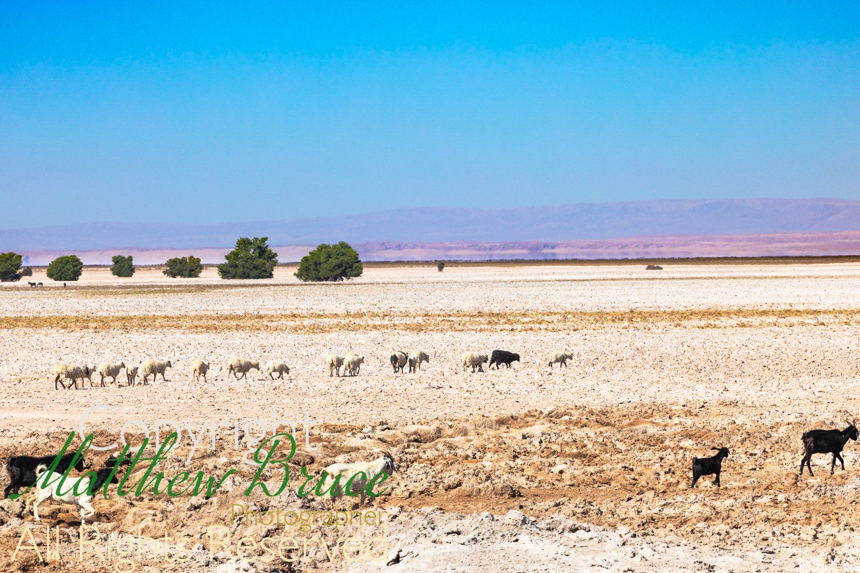 Nubian sheep, Atacama desert, Chile