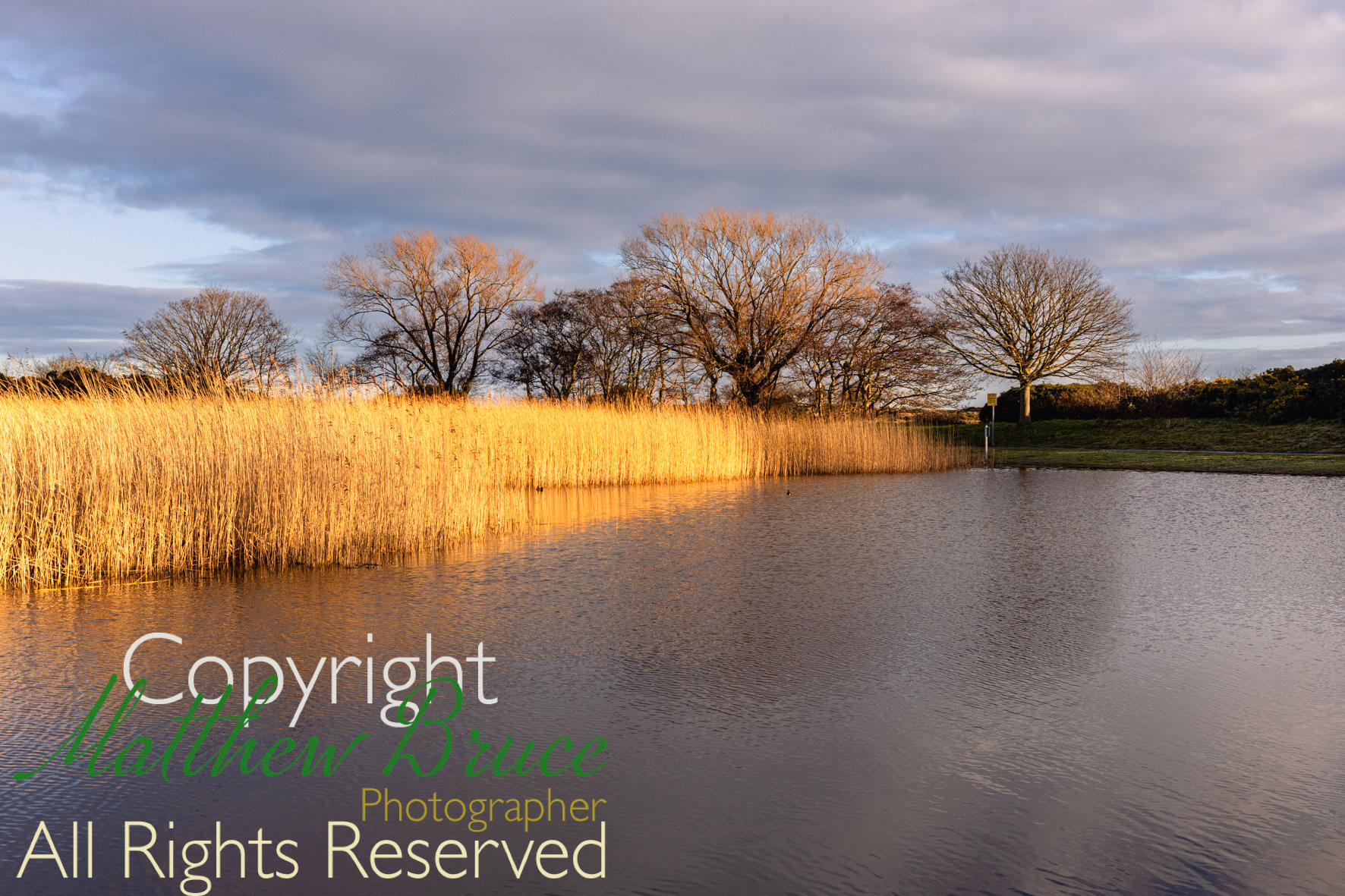 The Curlie, Montrose, Scotland
