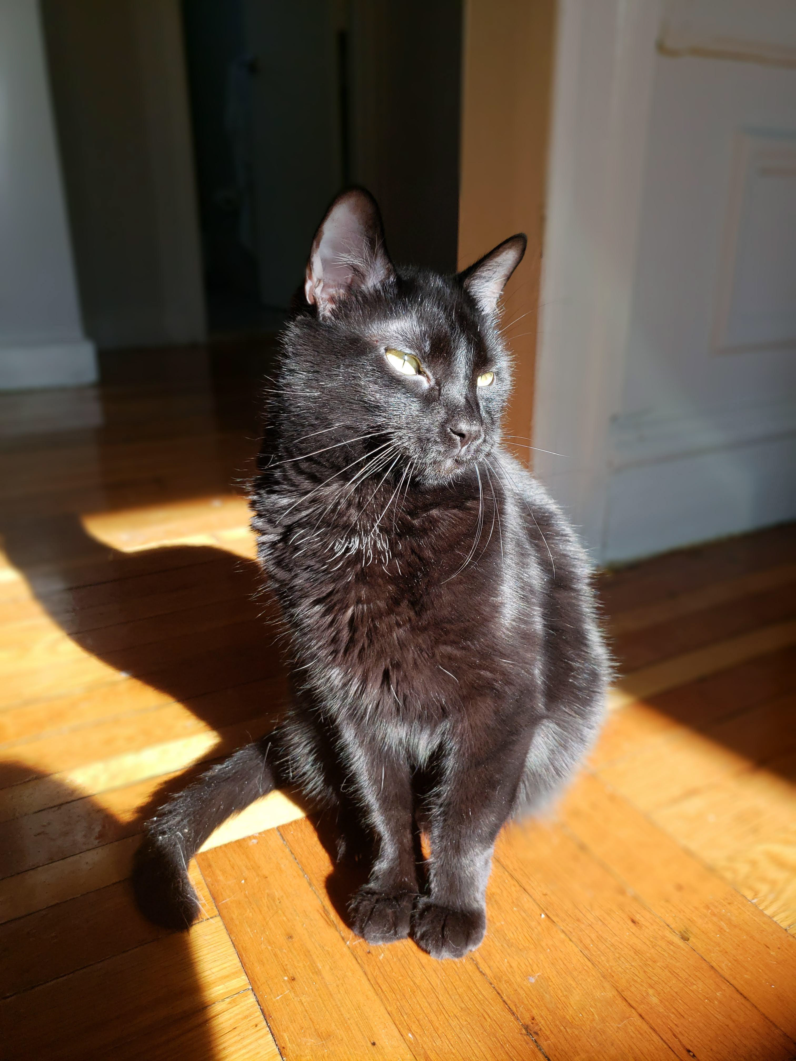 I love my cat Ouija