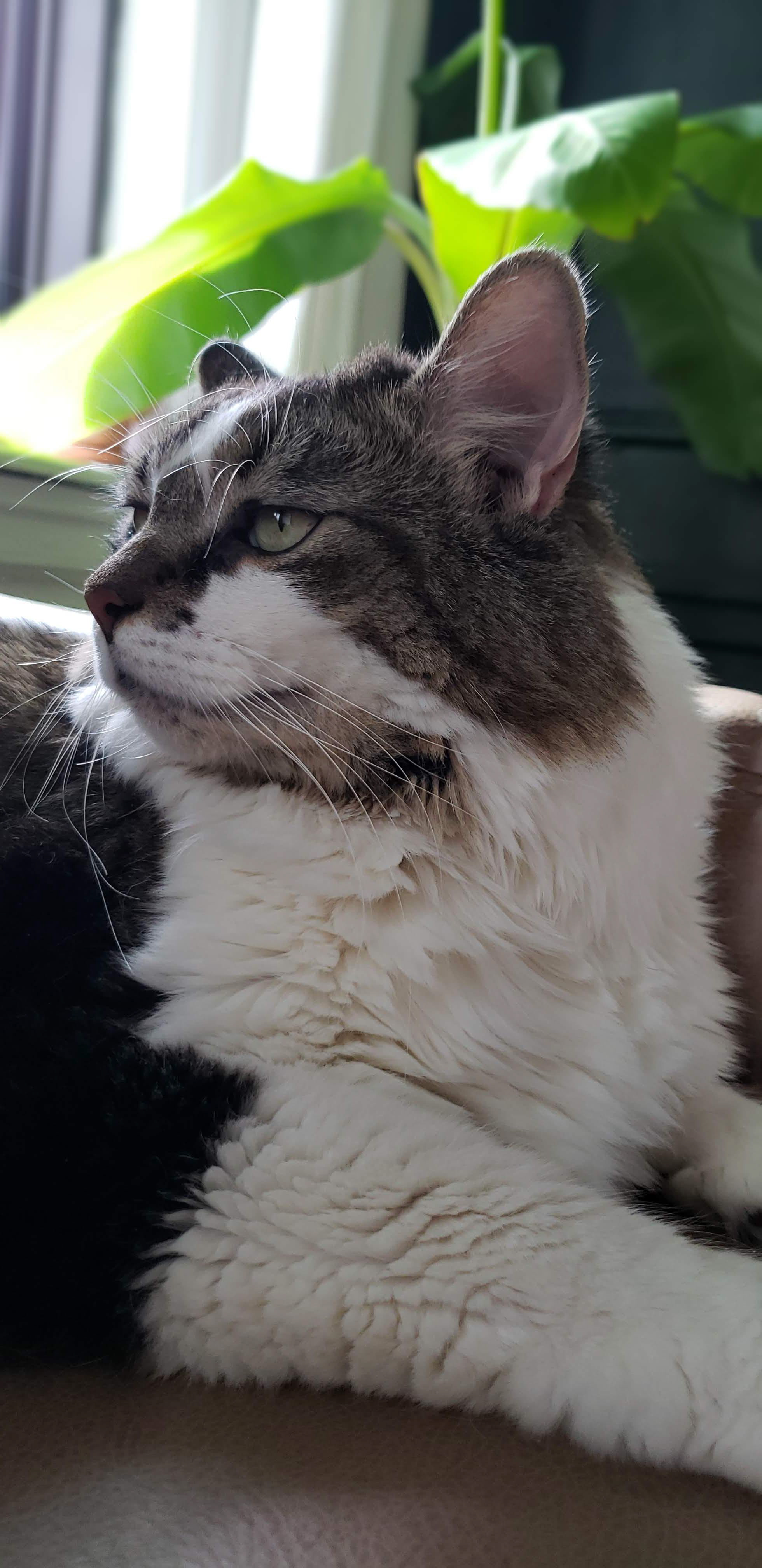 RIP my sweet boy Ollie