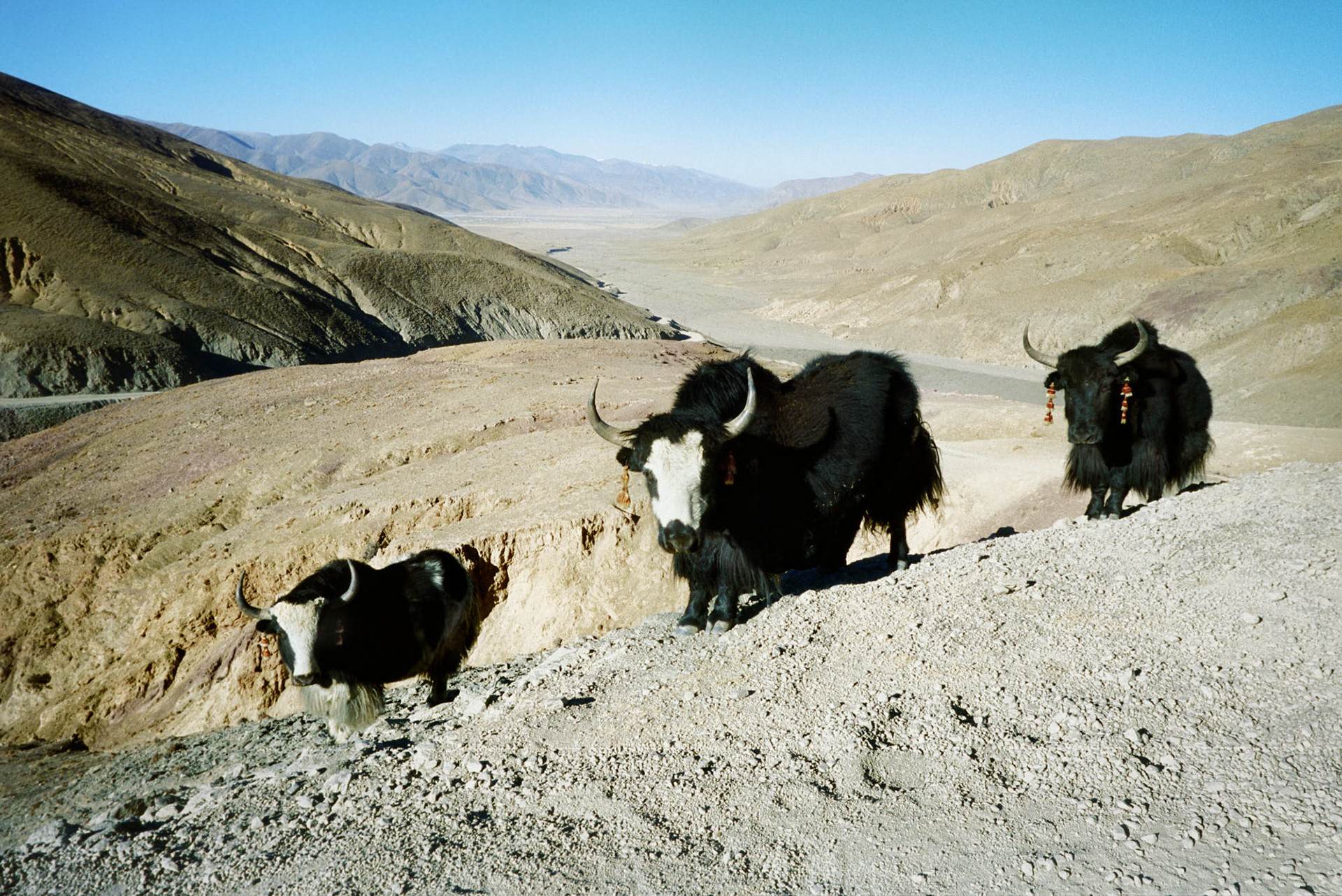 Tibet - Yak roaming around in the countryside, but they are someone's livestock judging by their ear ornaments.