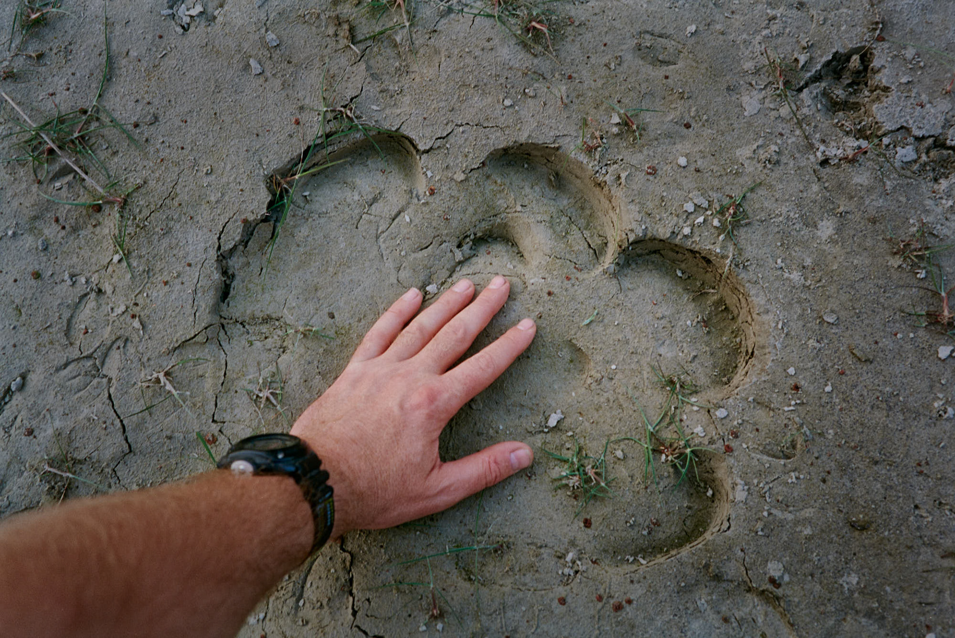 Nepal Bardiya National Park - My hand in a rhino footprint, the guide told us to climb a tree or zigzag if a rhino attacked us...