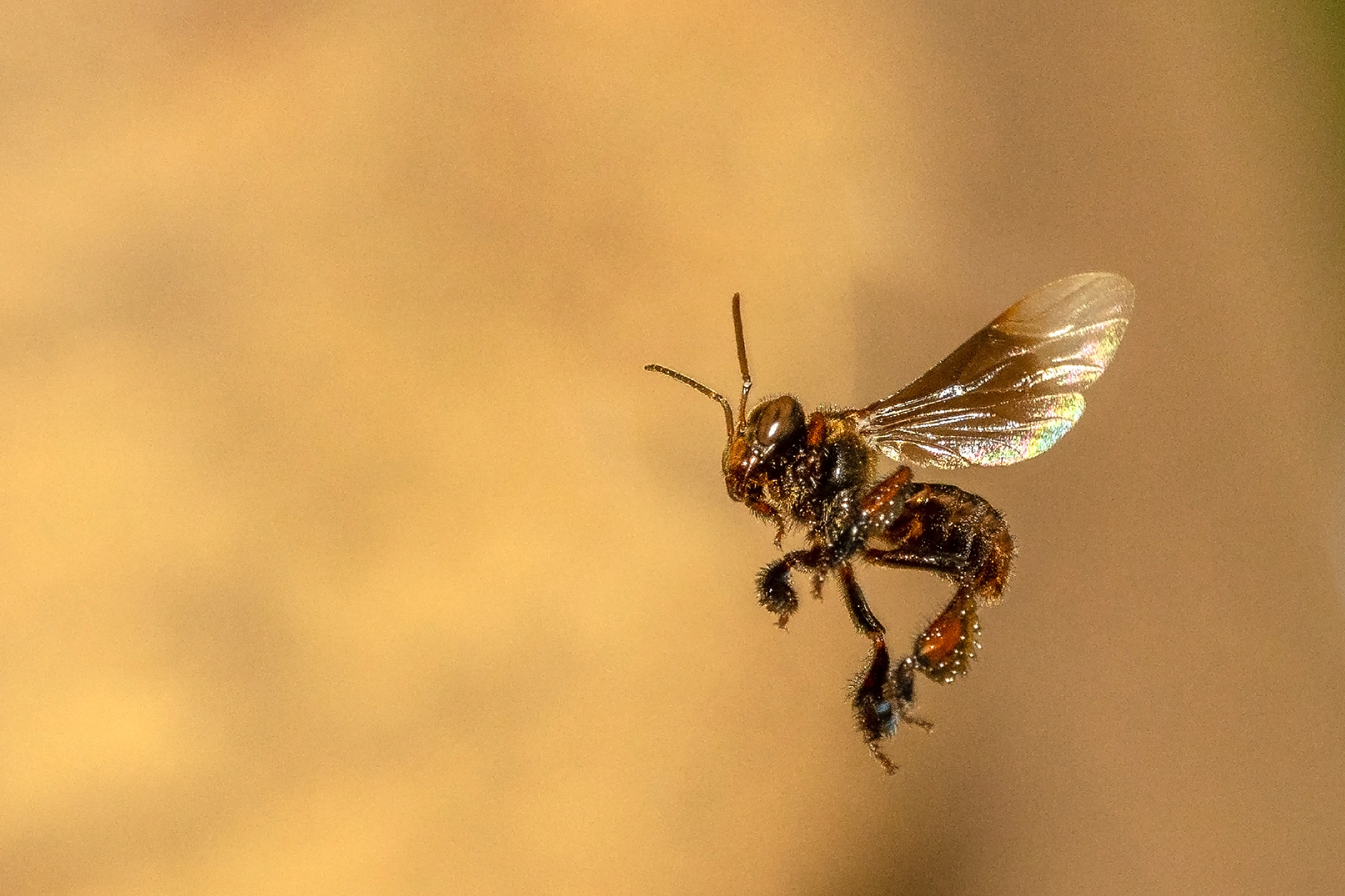 Trigona laeviceps, Stingless bee