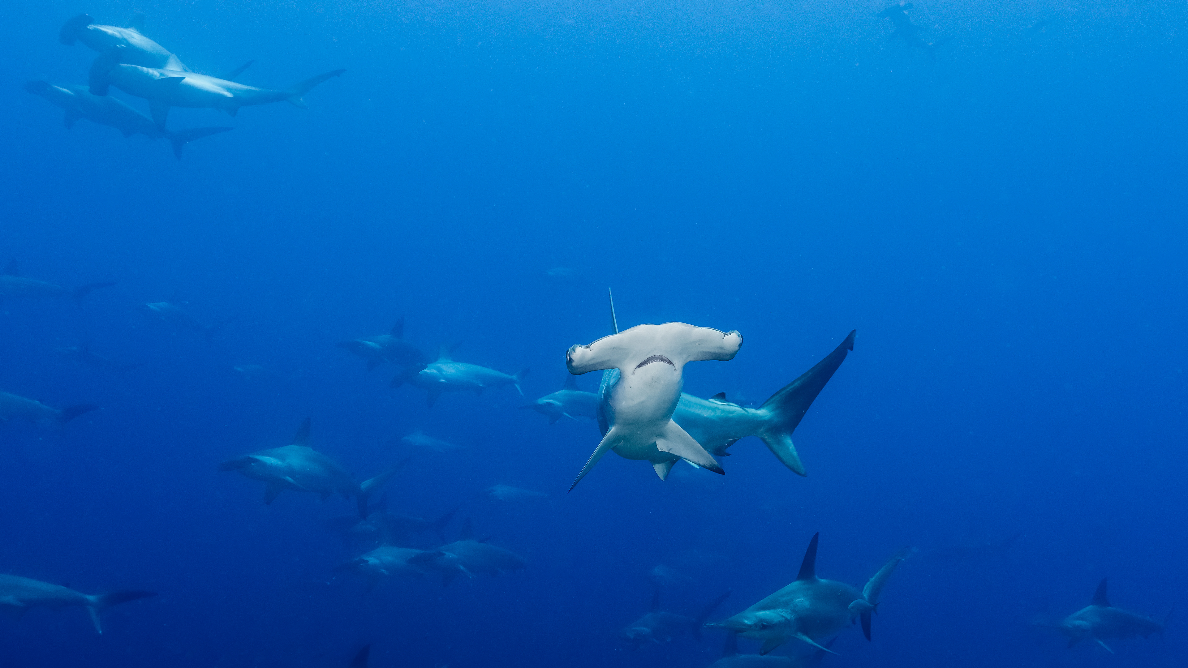 Scalloped Hammerhead Shark (Sphyrna lewini)