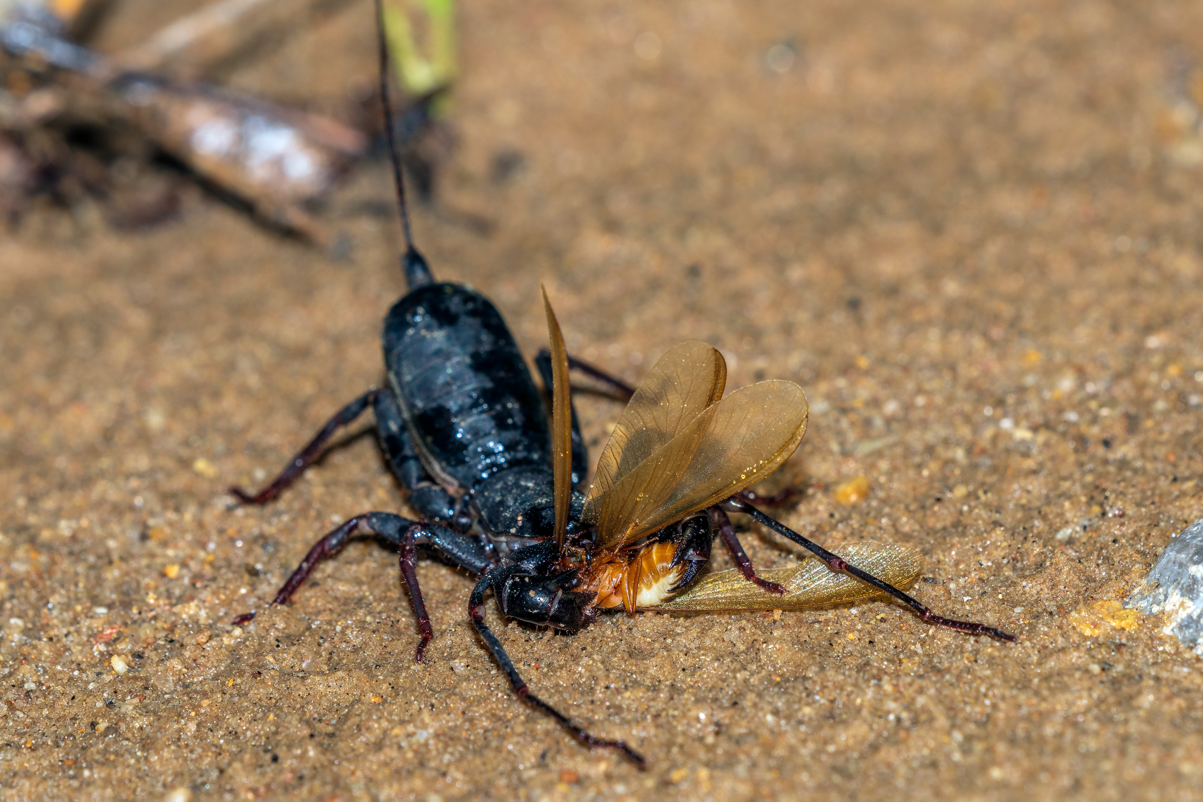 Thelyphonida, Whip scorpion