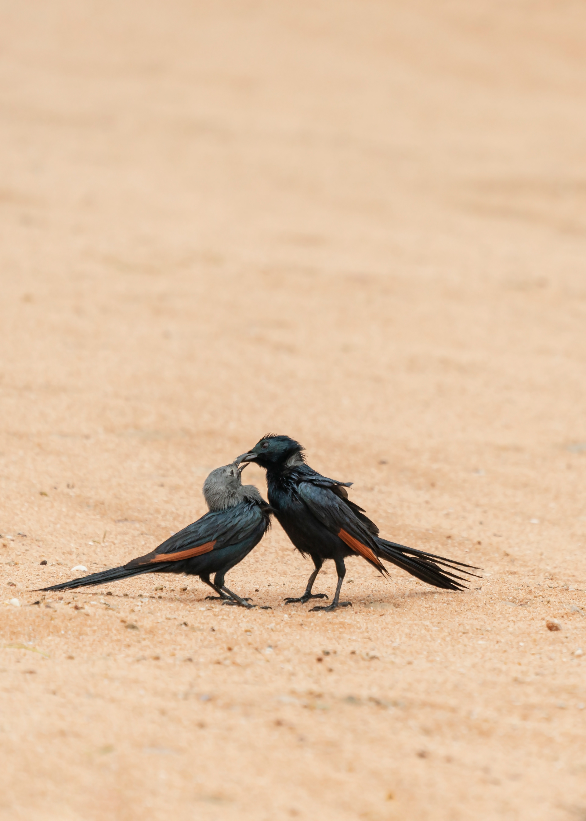 Onychognathus frater, The Socotra starling couple at Detwah Lagoon. Endemic to Yemen.