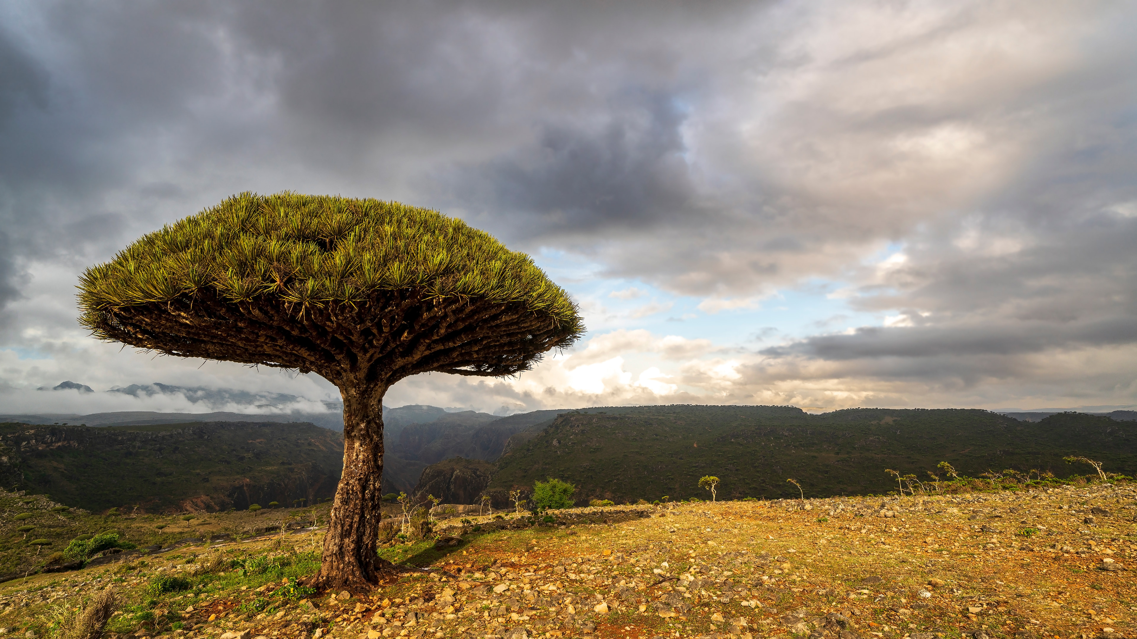 Socotran Dragon's Blood Tree on Diksam Plateau with Durhur Canyon at the background.