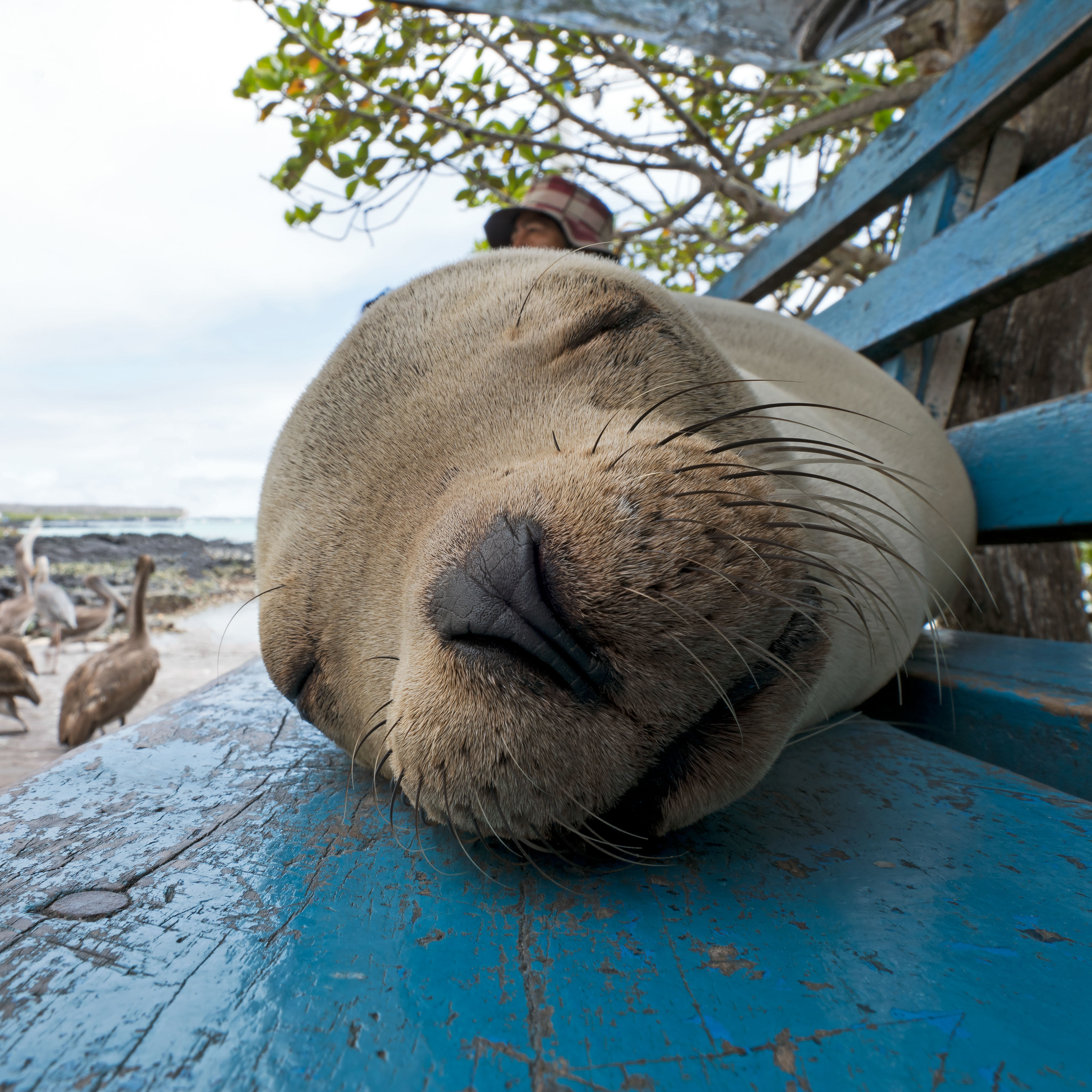Galápagos sea lion (Zalophus wollebaeki)