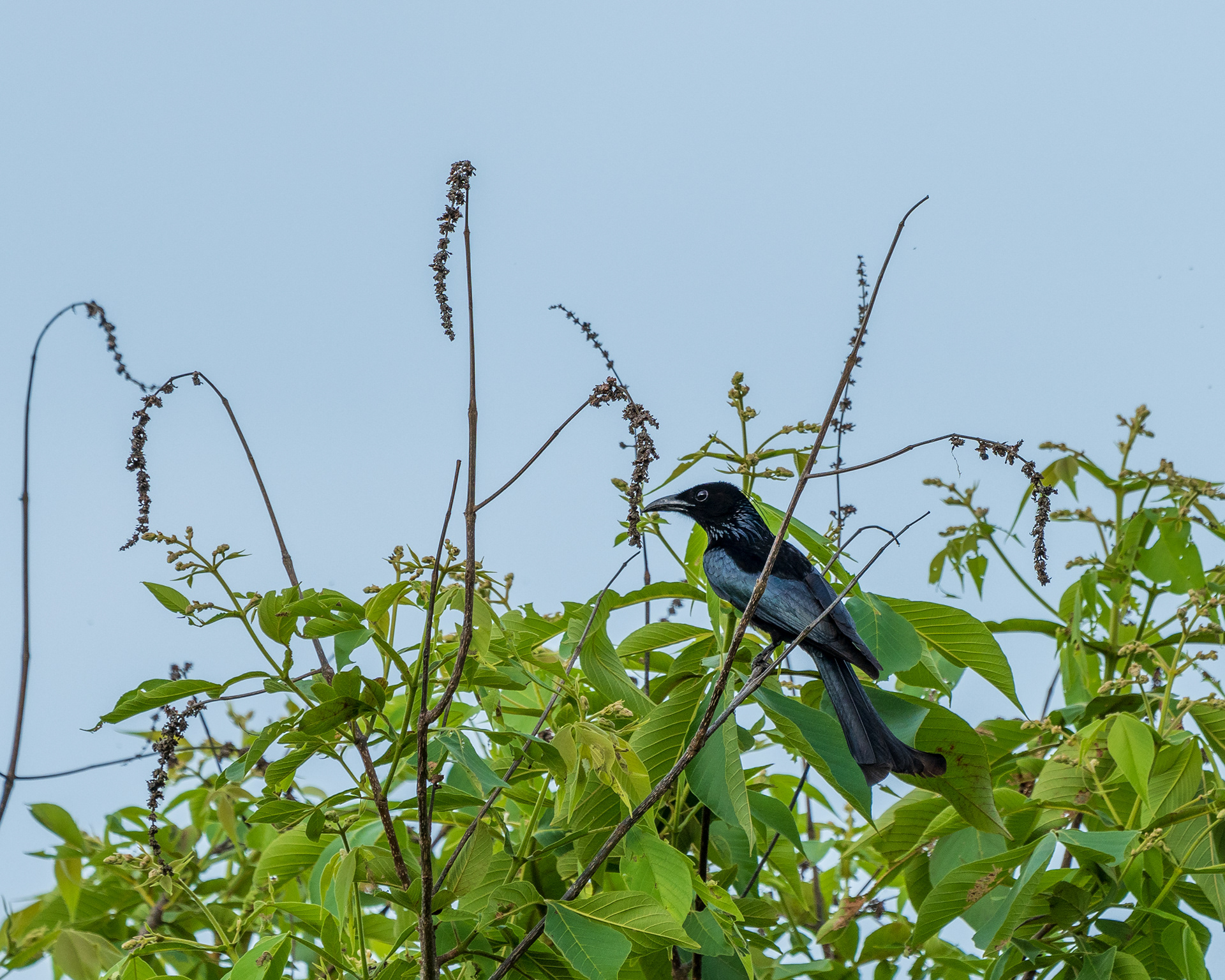 Dicrurus hottentottus, Hair-crested Drongo