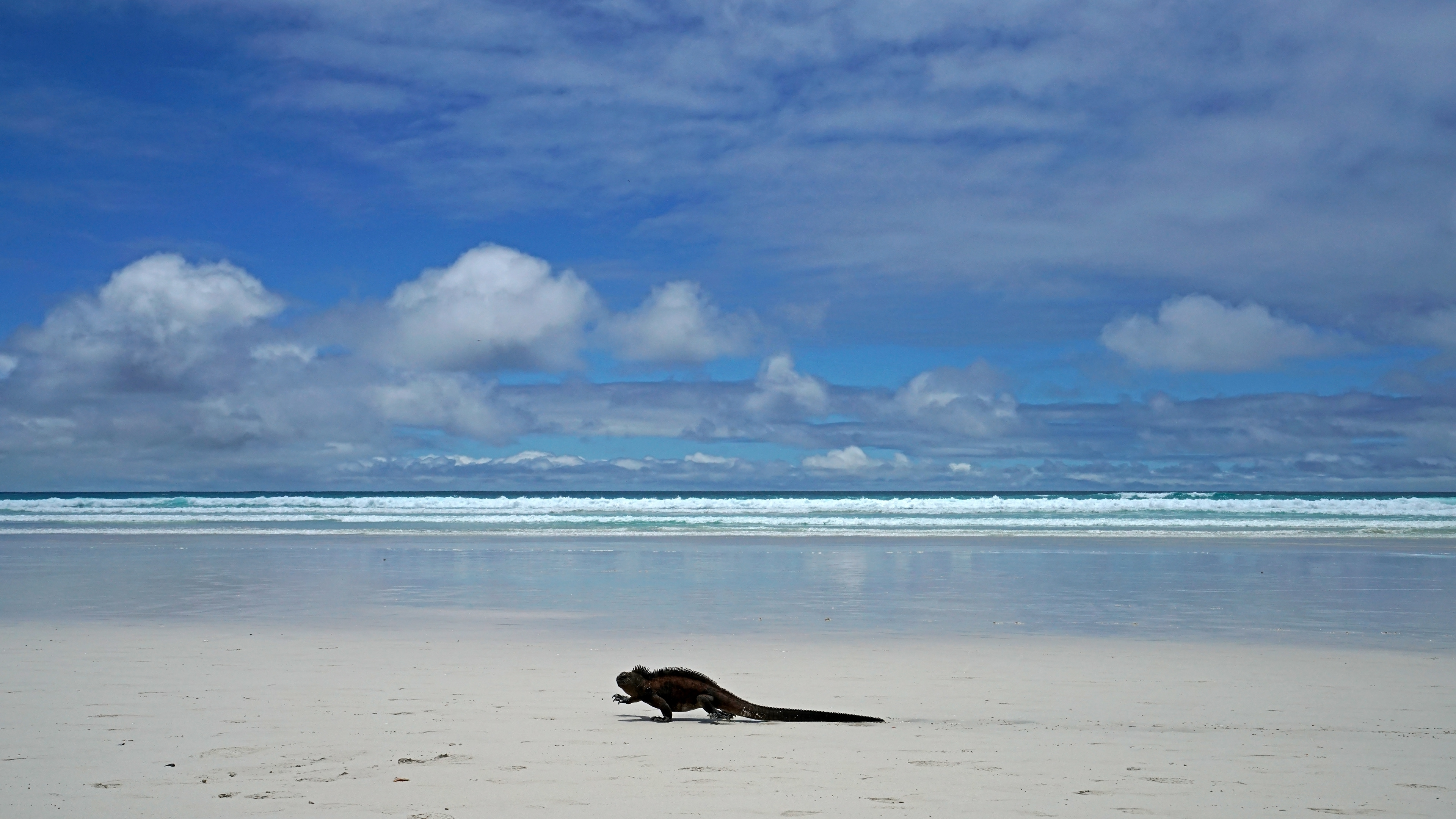 Marine Iguana (Amblyrhynchus cristatus)