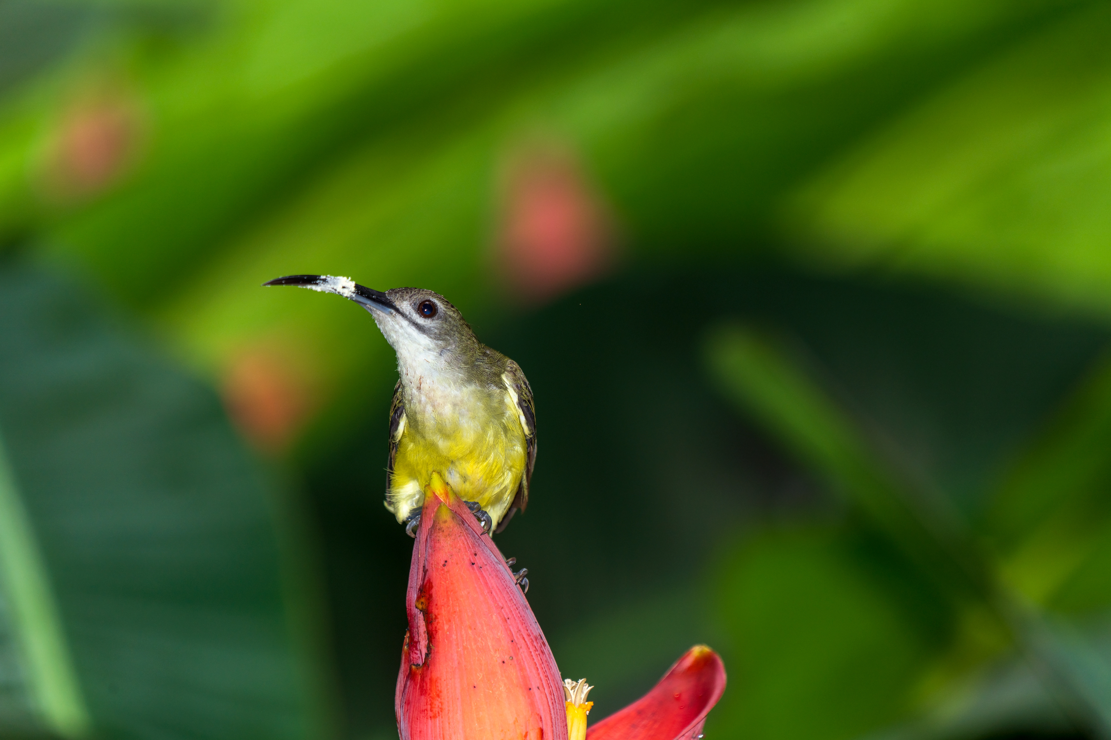 Arachnothera longirostra, Little spiderhunter