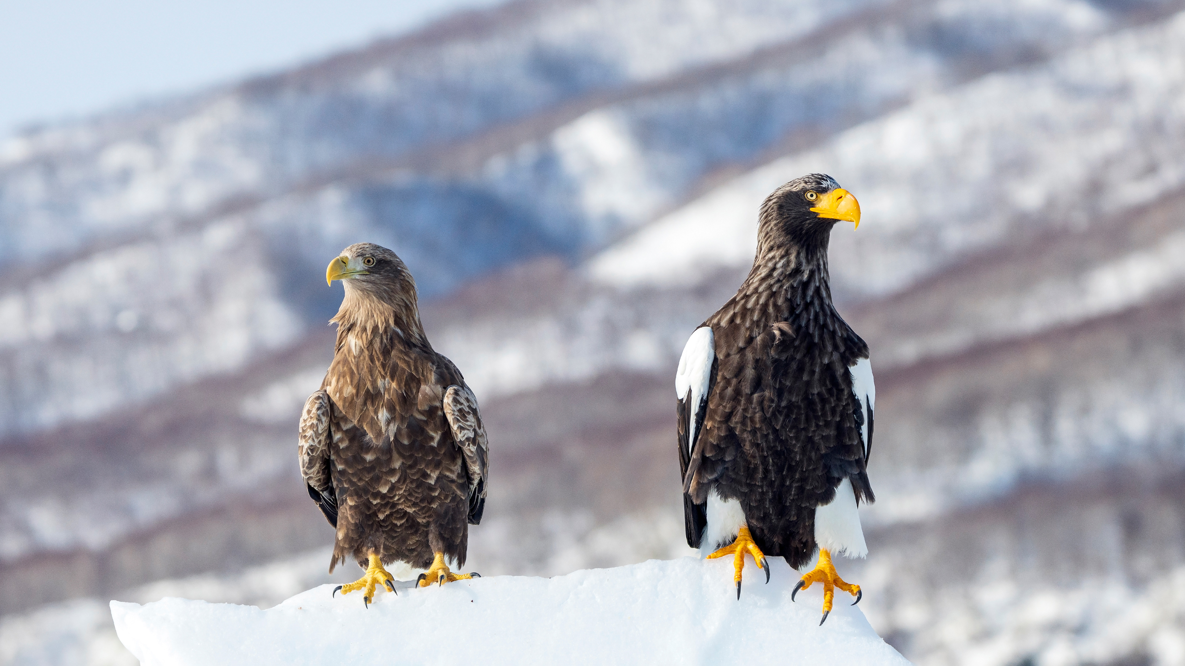 Steller's sea eagle (Haliaeetus pelagicus) and White-tailed eagle (Haliaeetus albicilla)