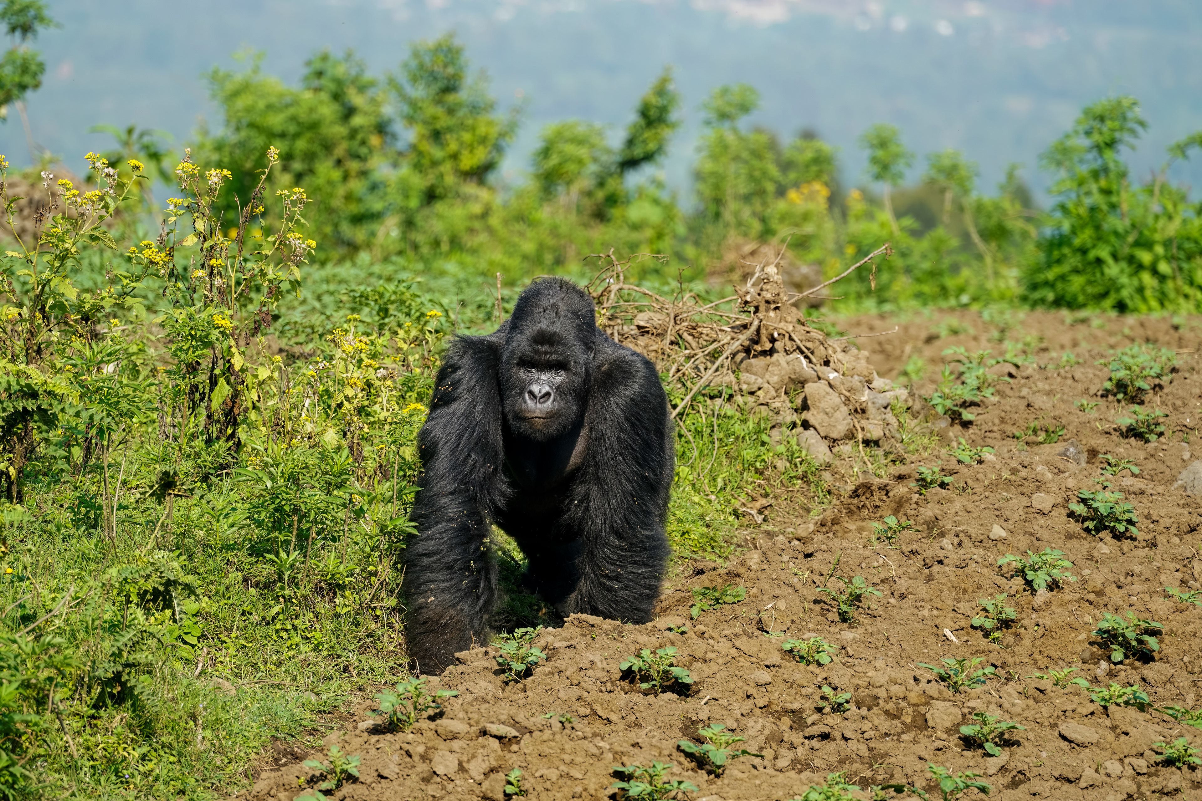 mountain gorilla, Gorilla beringei beringei, Virunga National Park, Congo Democratic Republic