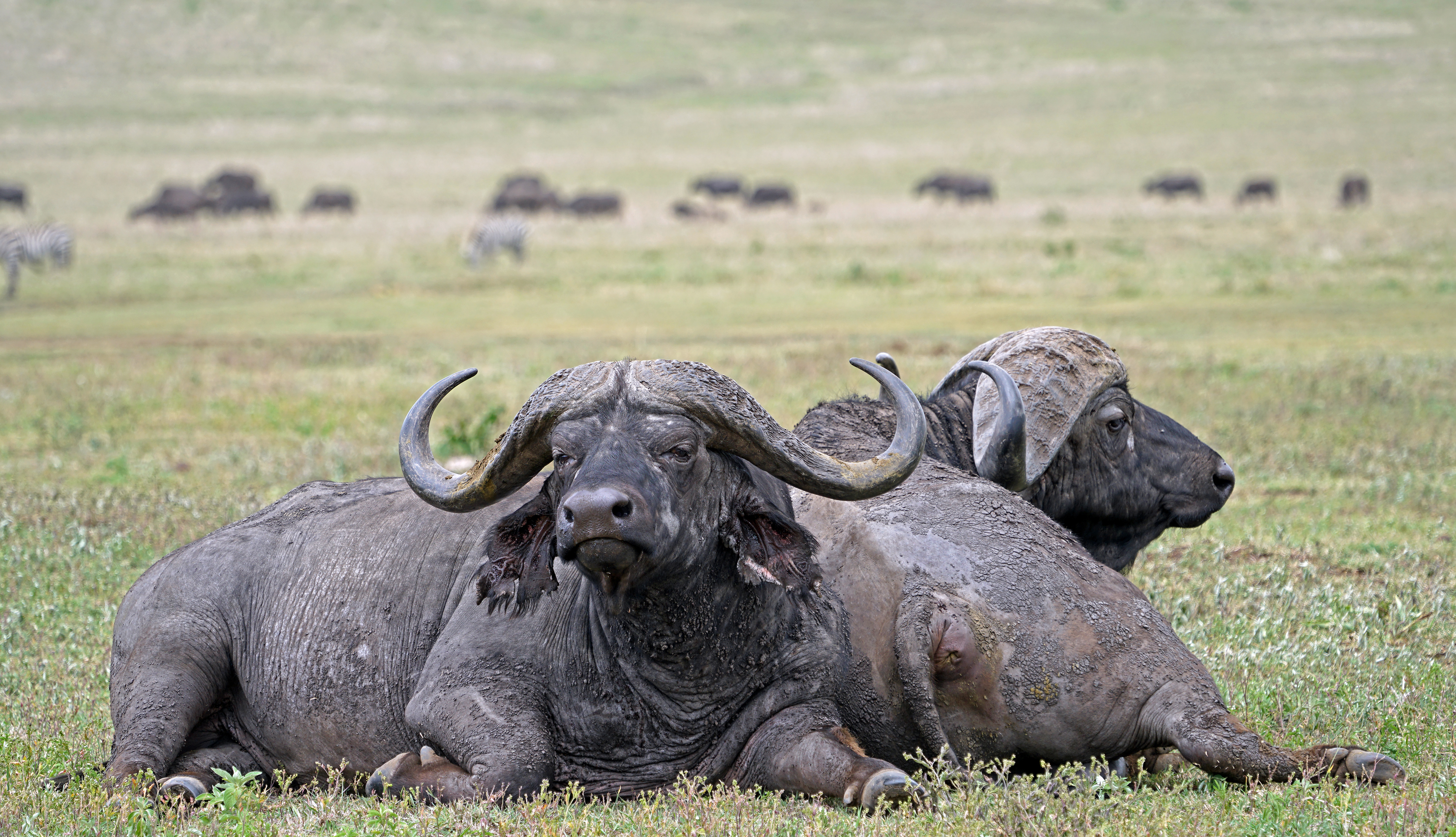 African buffalo (Syncerus caffer)