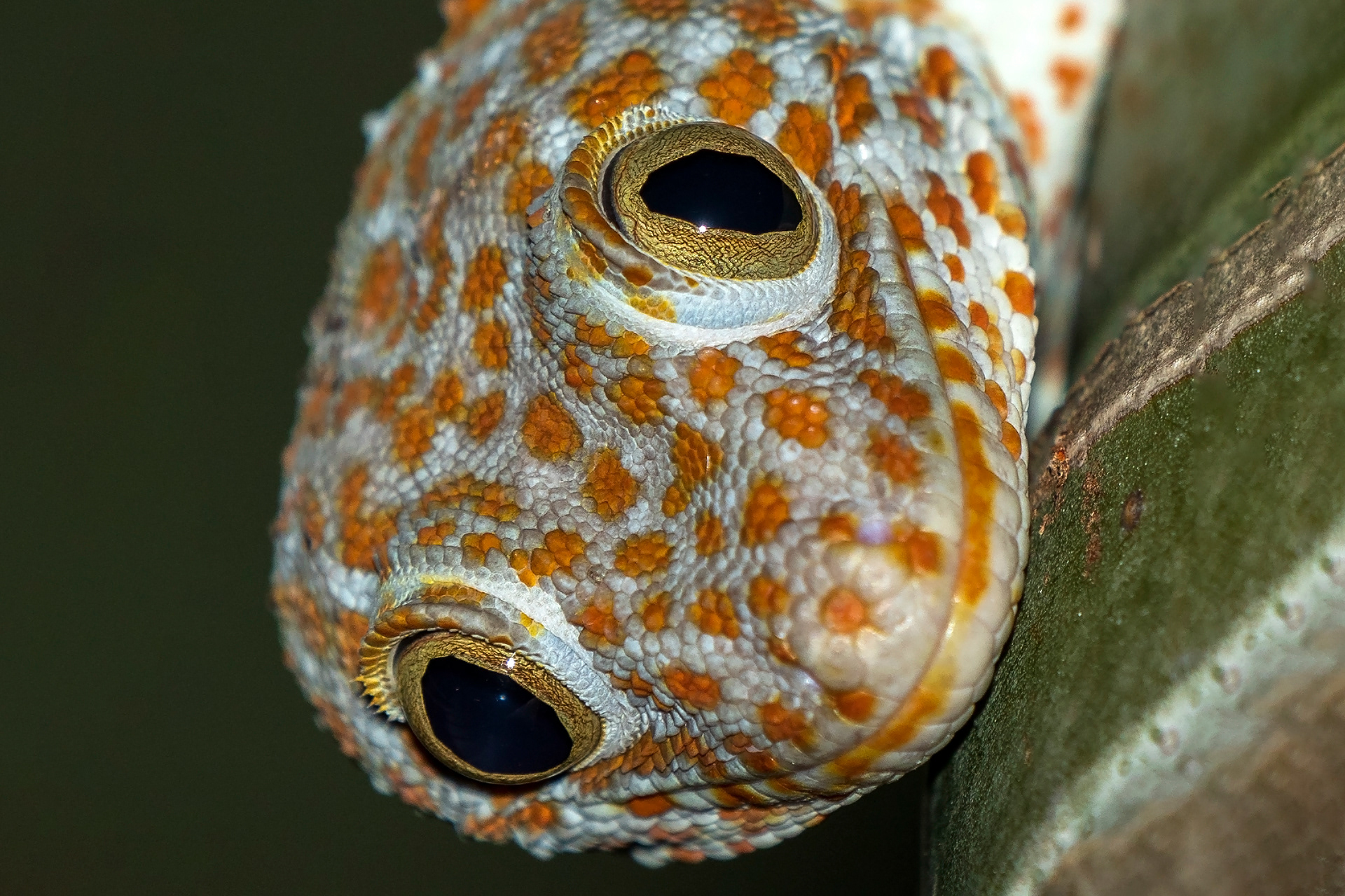 Gekko gecko, Tokay gecko