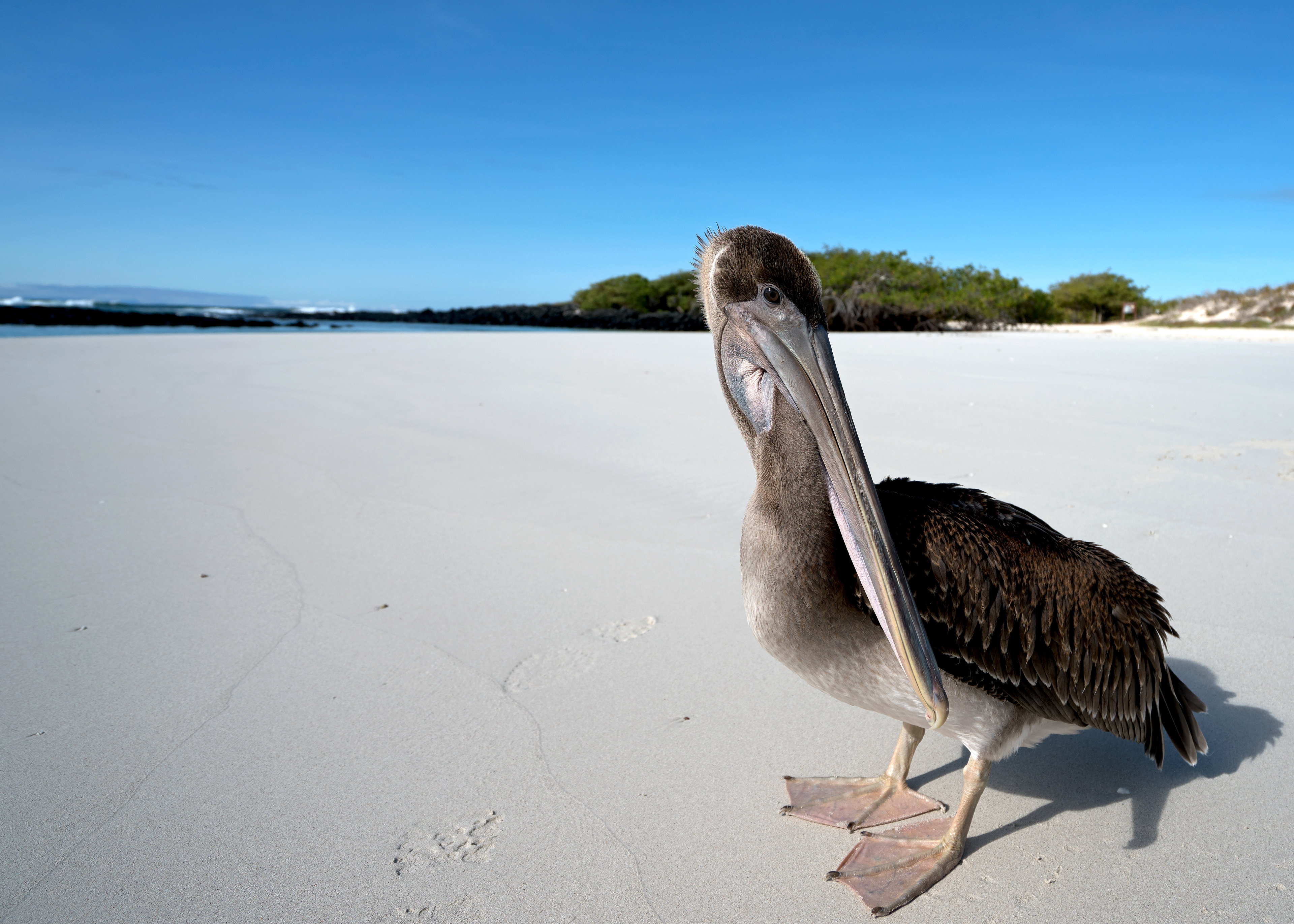 Galapagos Brown Pelican (Pelecanus occidentalis)