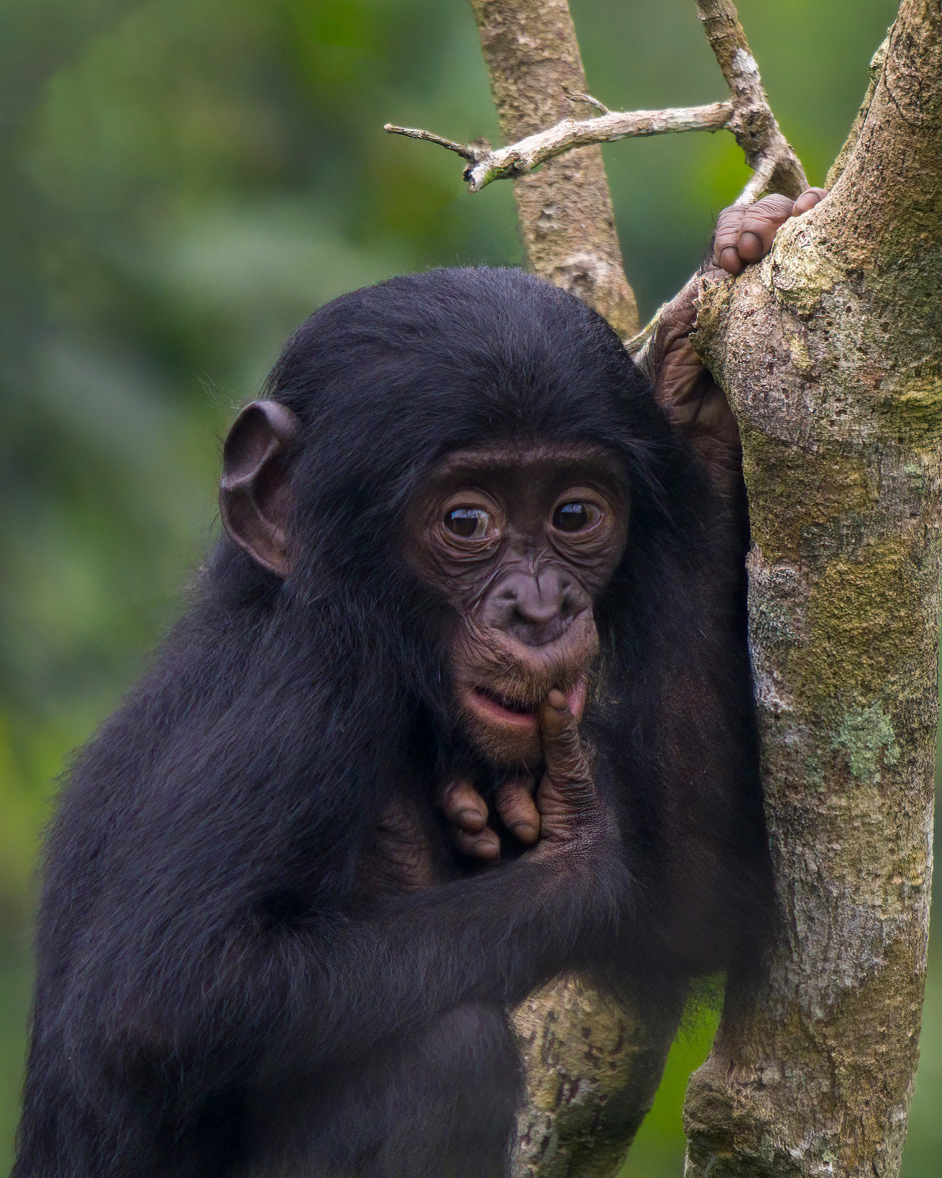 Bonobo, Pan paniscus, Congo Democratic Republic