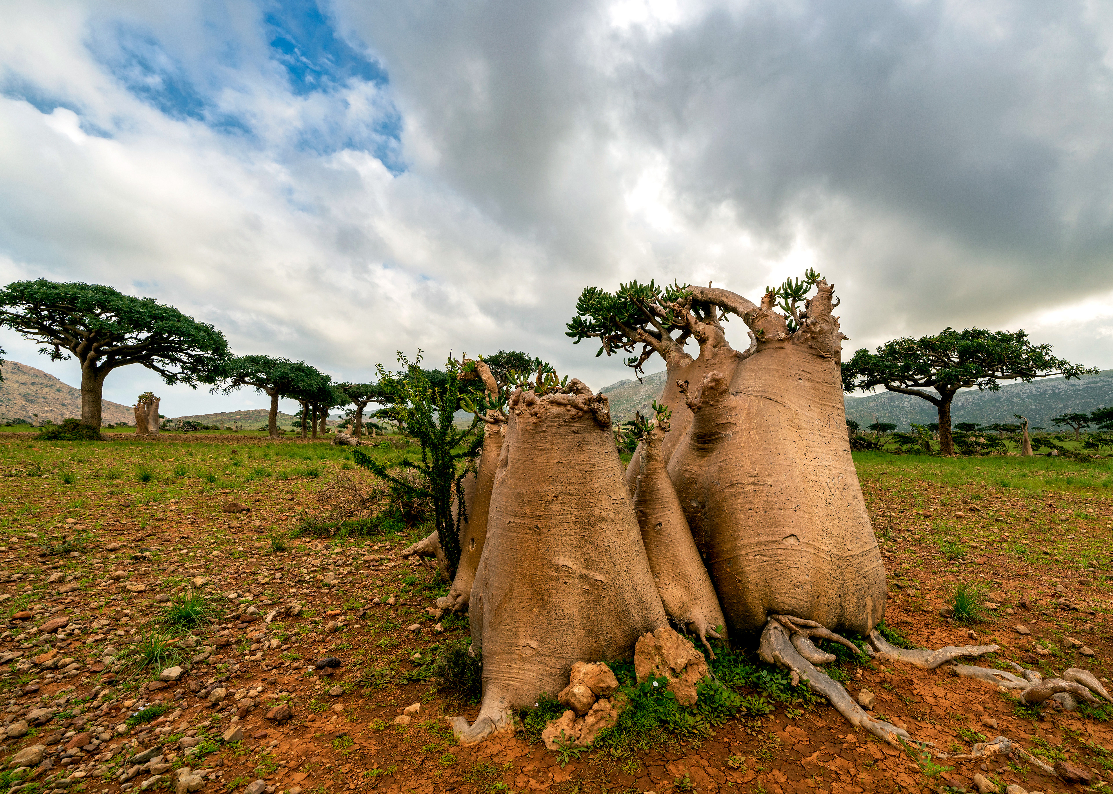 Adenium Obesum Socotranum, another endemic plant, in Homhil Protected Area.