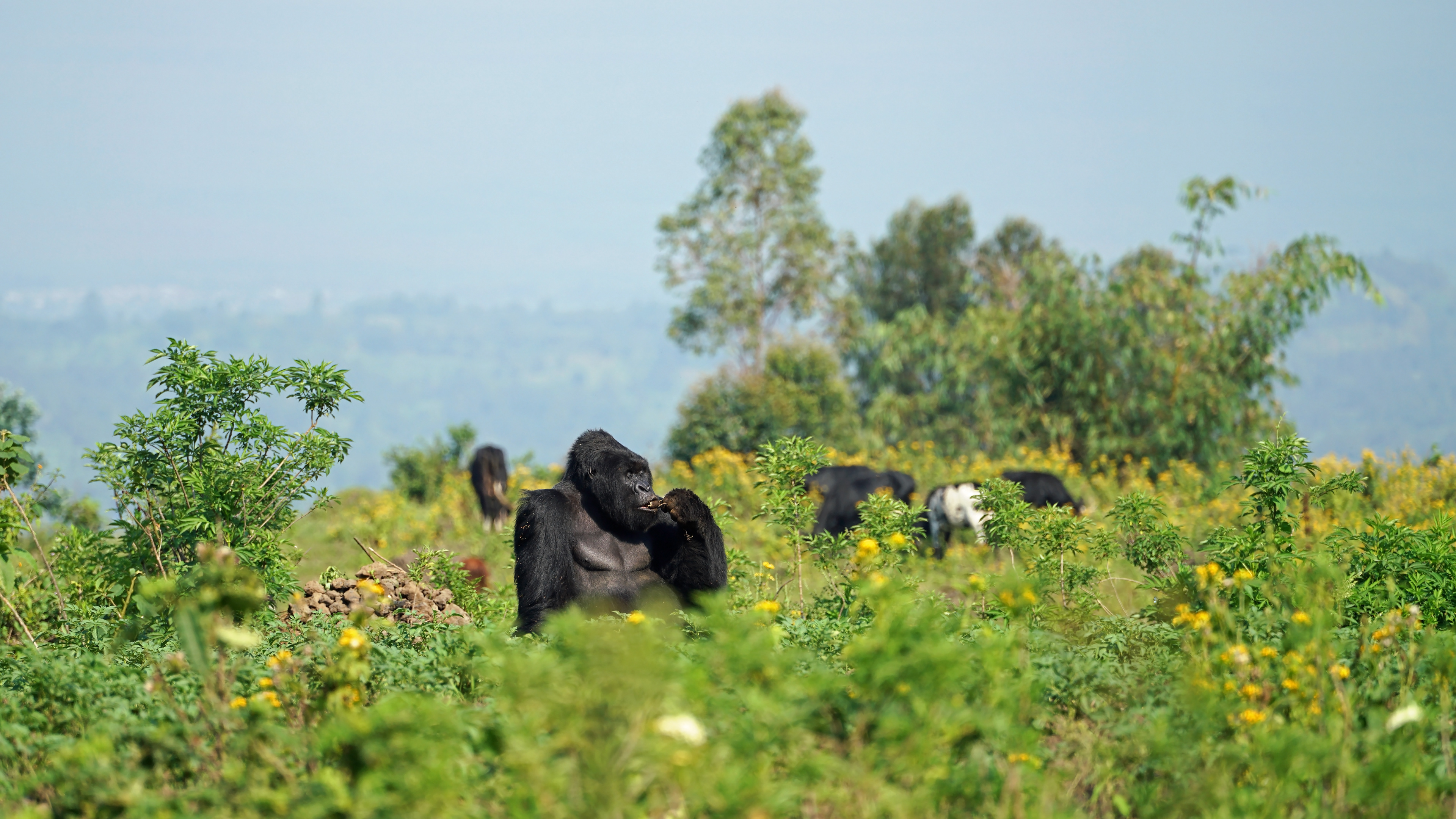 mountain gorilla, Gorilla beringei beringei, Virunga National Park, Congo Democratic Republic