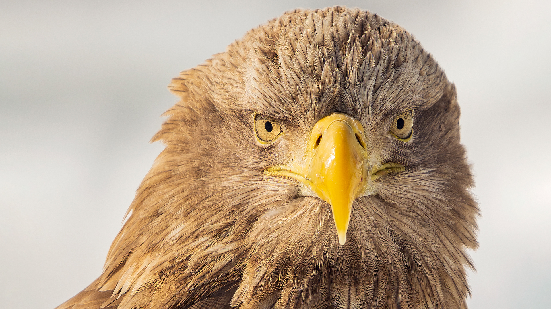 White-tailed eagle (Haliaeetus albicilla)