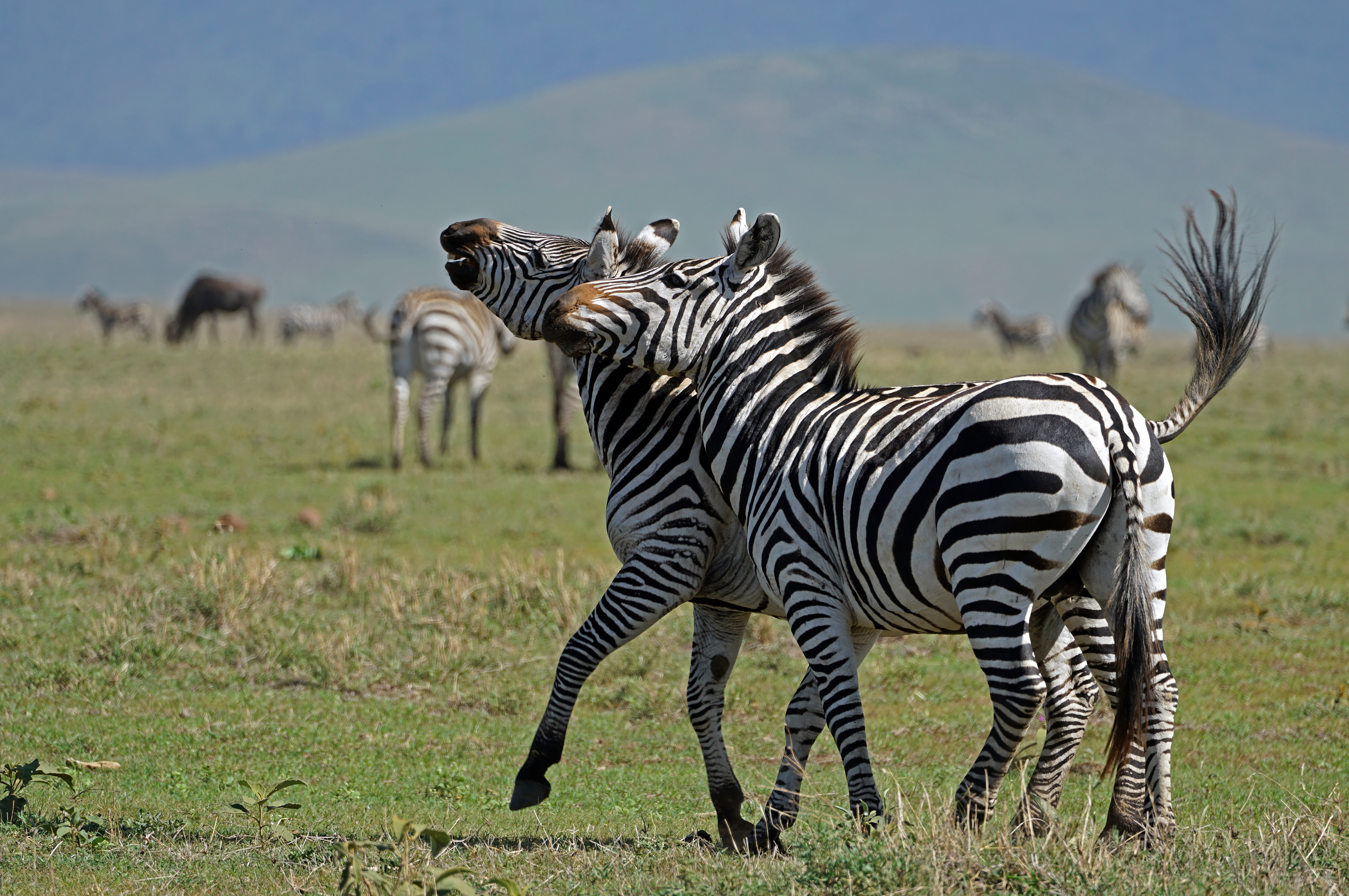 Plains zebra (Equus quagga)