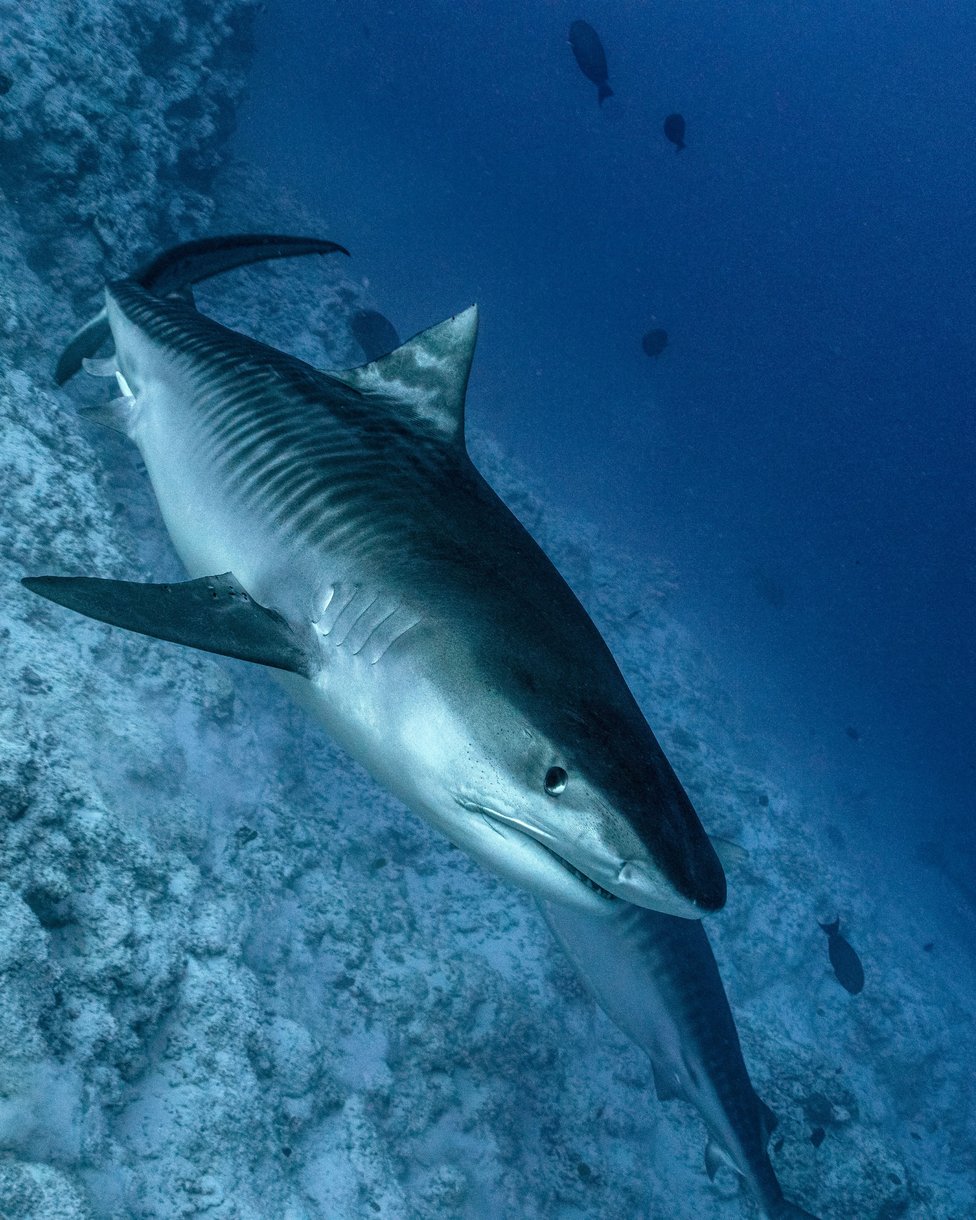 Tiger shark Galeocerdo cuvier