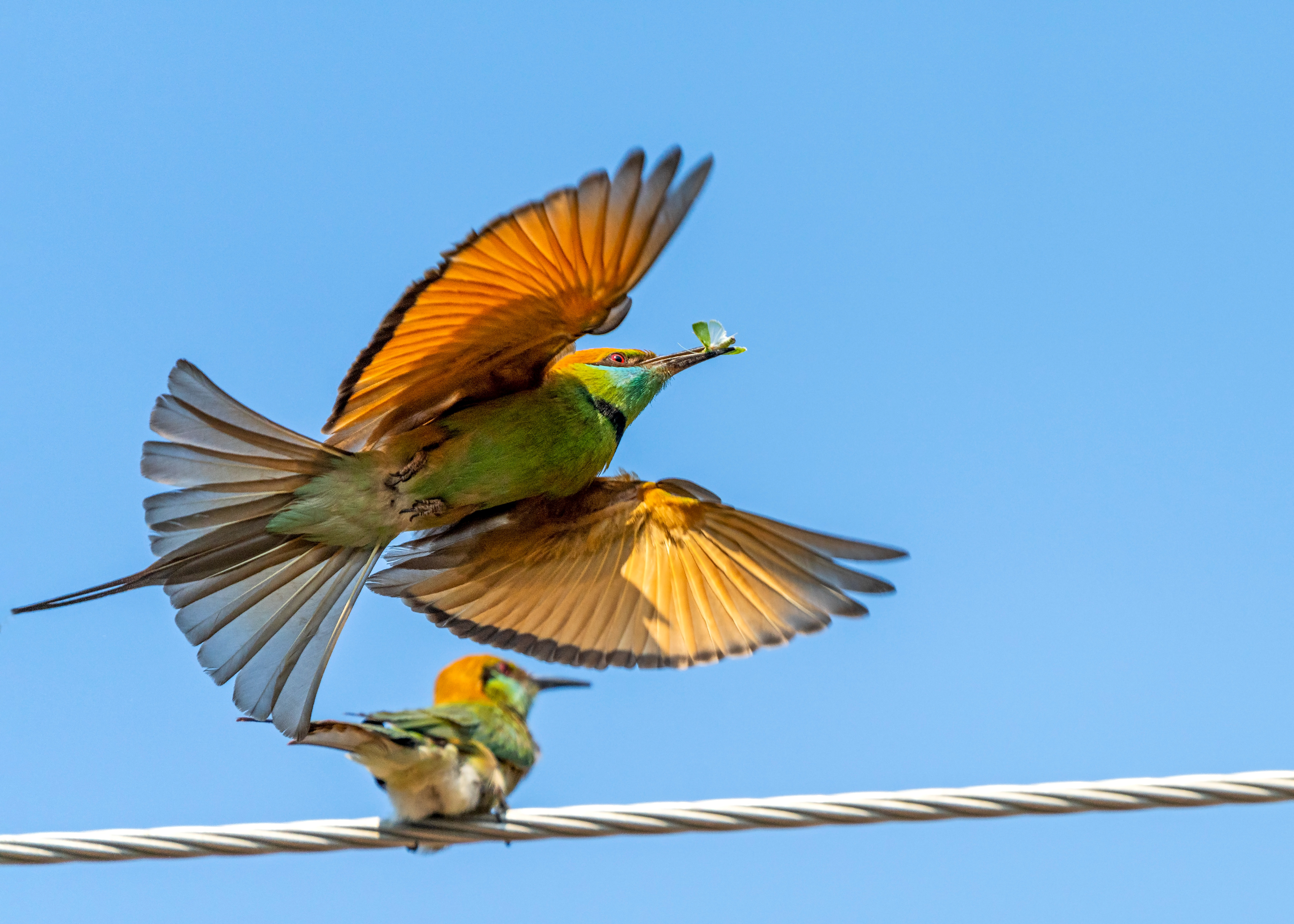 Merops orientalis, Green bee-eater courtship