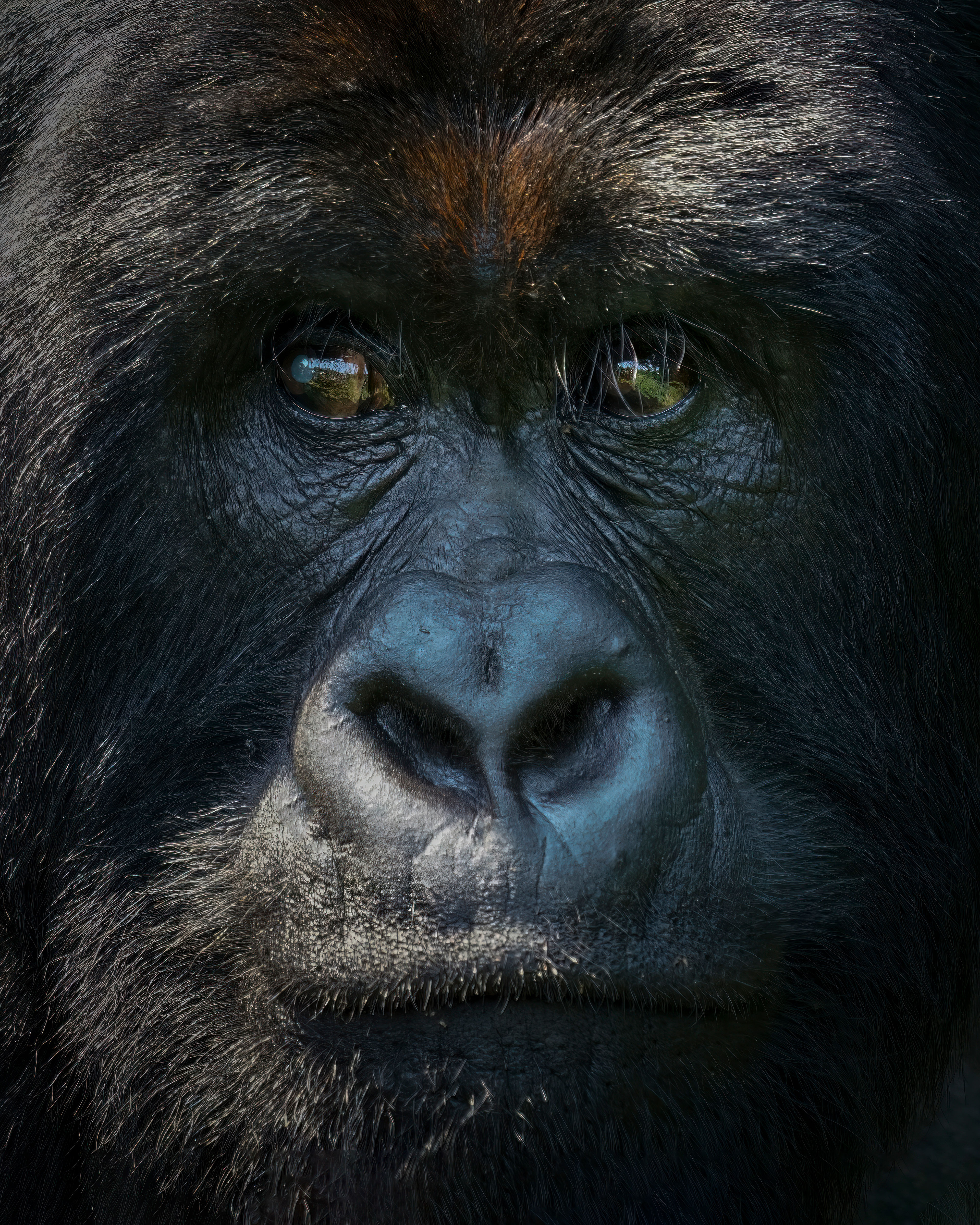 mountain gorilla, Gorilla beringei beringei, Virunga National Park, Congo Democratic Republic