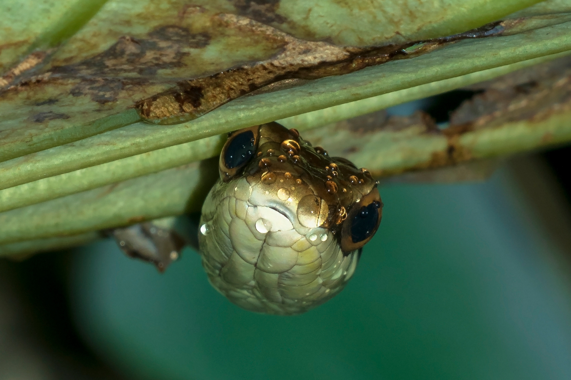 Dendrelaphis pictus, Painted bronzeback