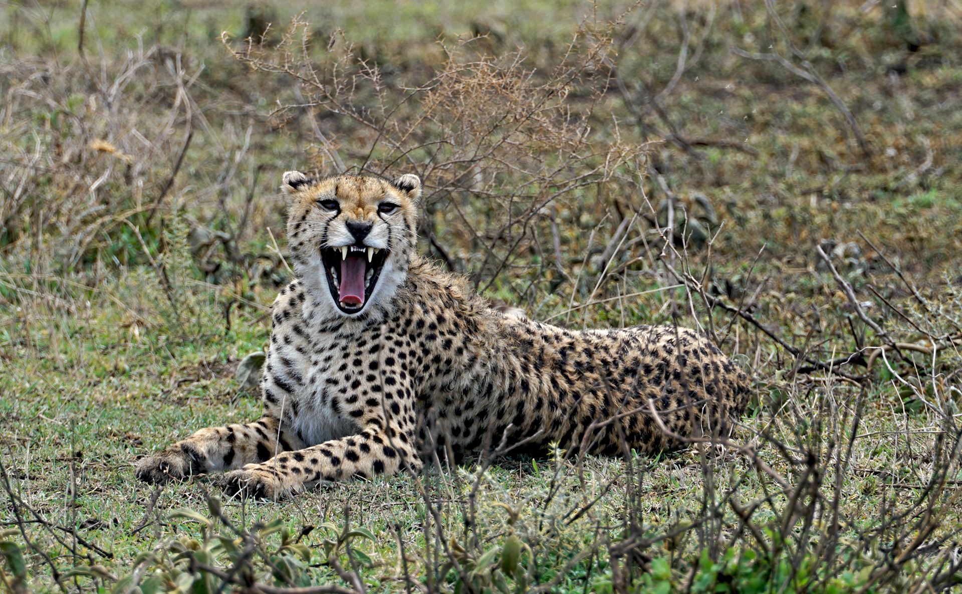 Cheetah (Acinonyx jubatus)