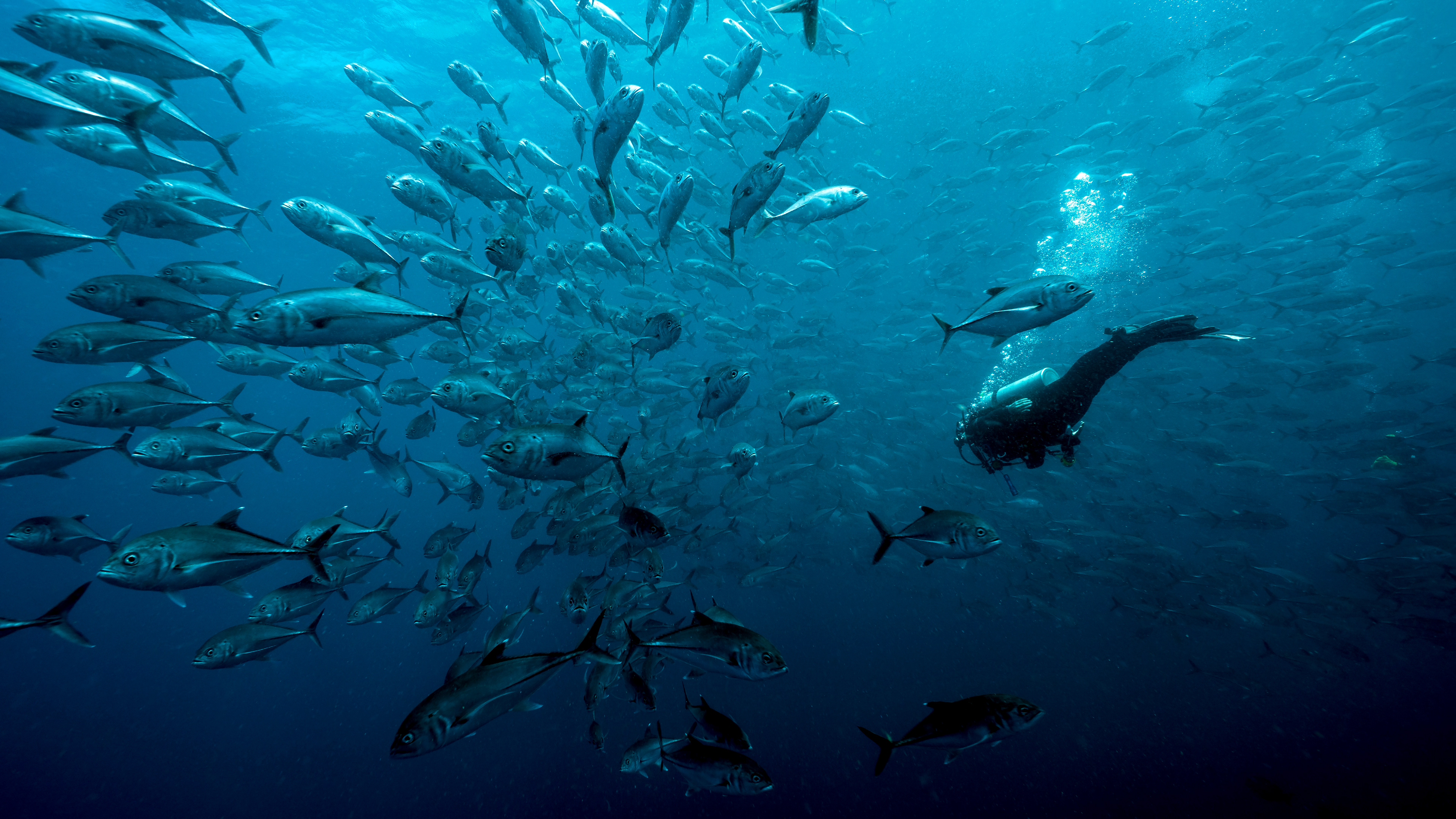 Caranx sexfasciatus, The bigeye trevally school, and a diver (homo sapiens urinator) in Malpelo, Colombia